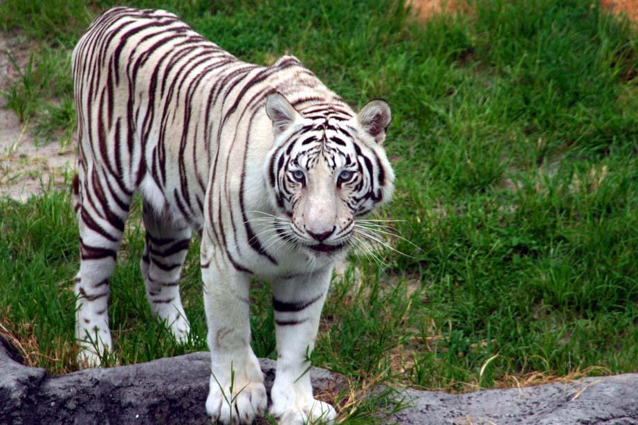 White tiger wallpaper free desktop background wallpaper image