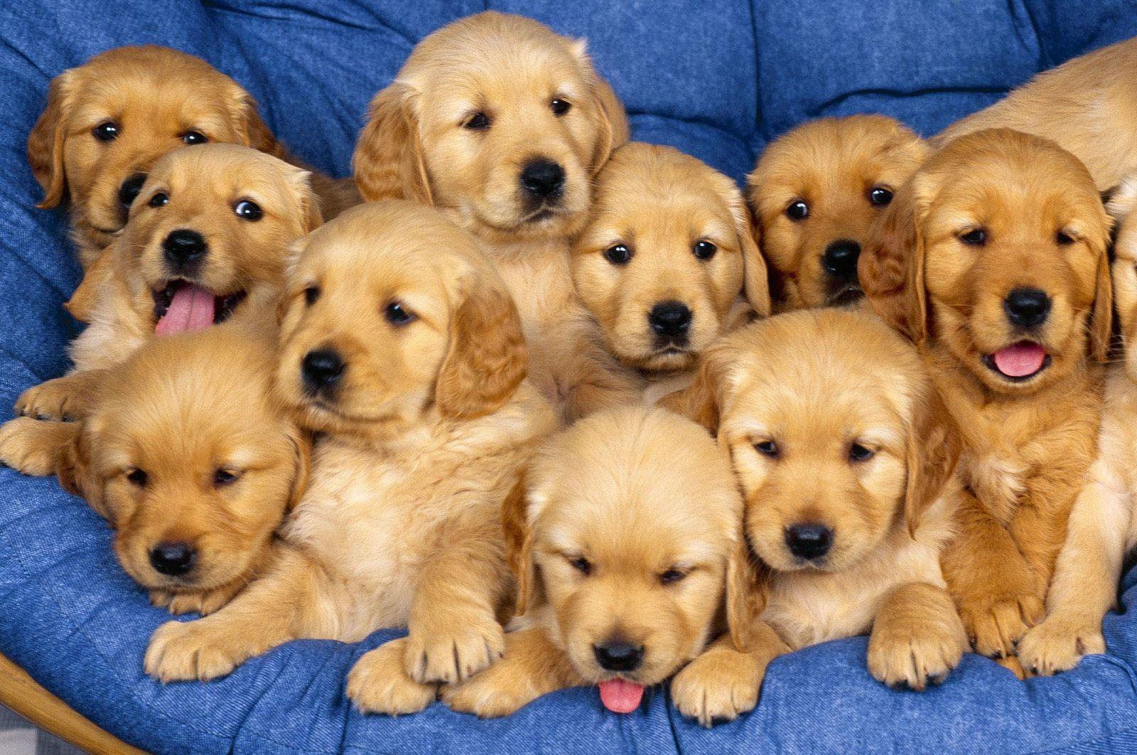 Dog Picture Cute Golden Retriever Puppies HD Wallpaper