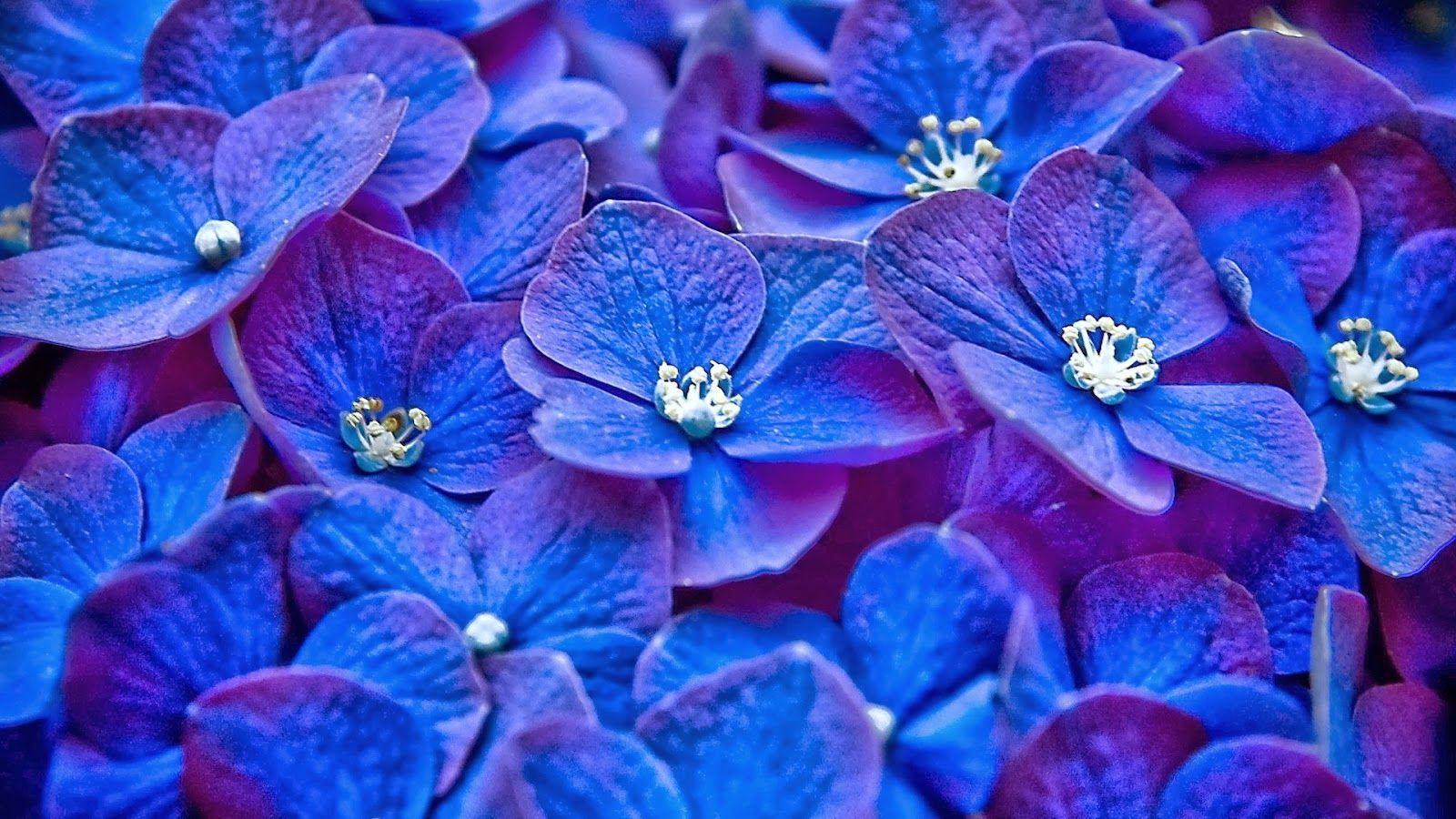 Light Blue Flowers Wallpaper Download