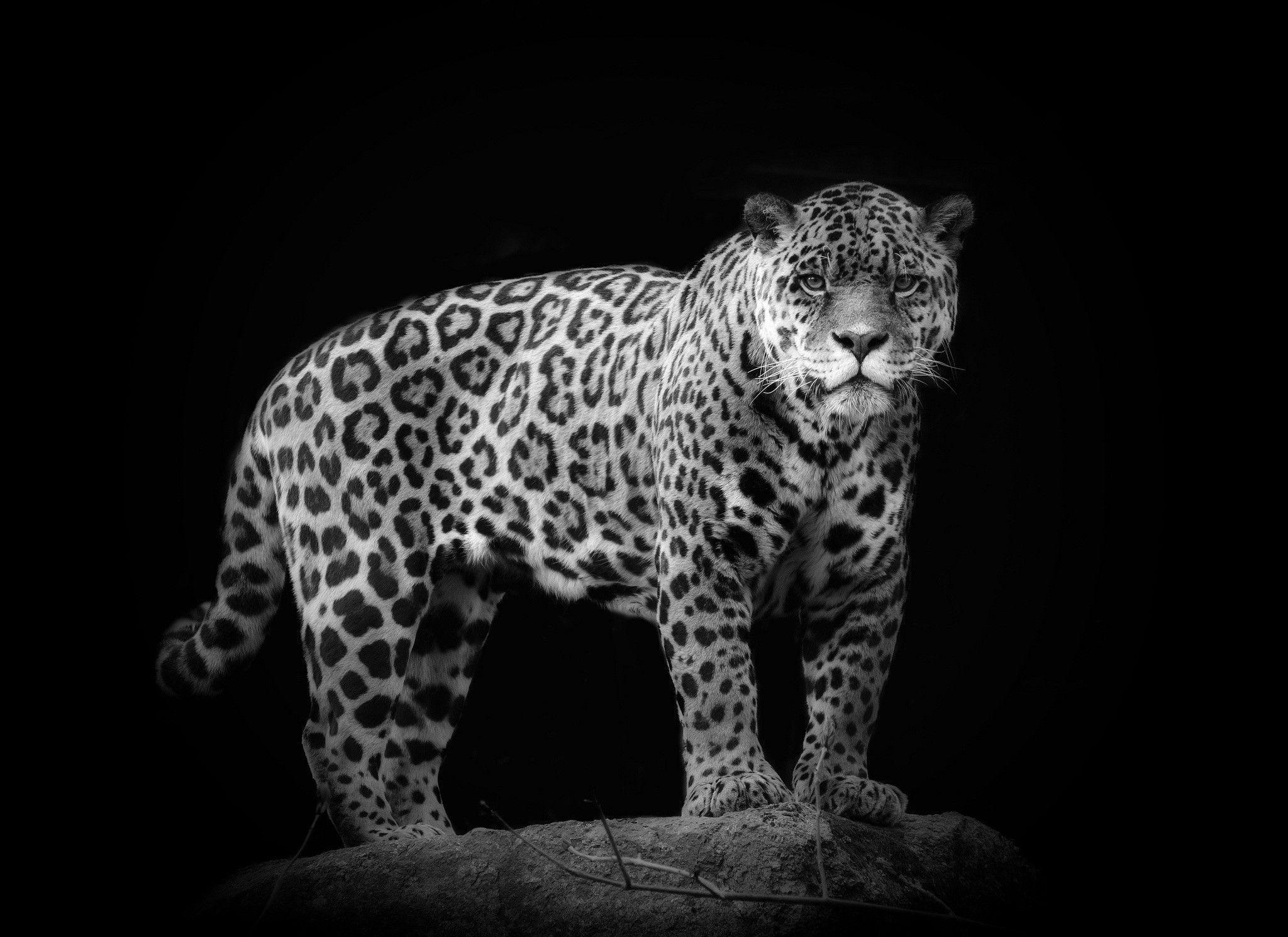 Jaguar wild cat black and white wallpaperx1489