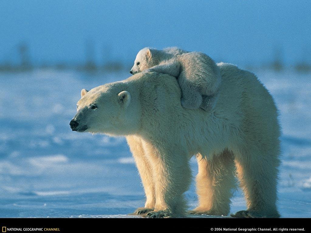 baby polar bear