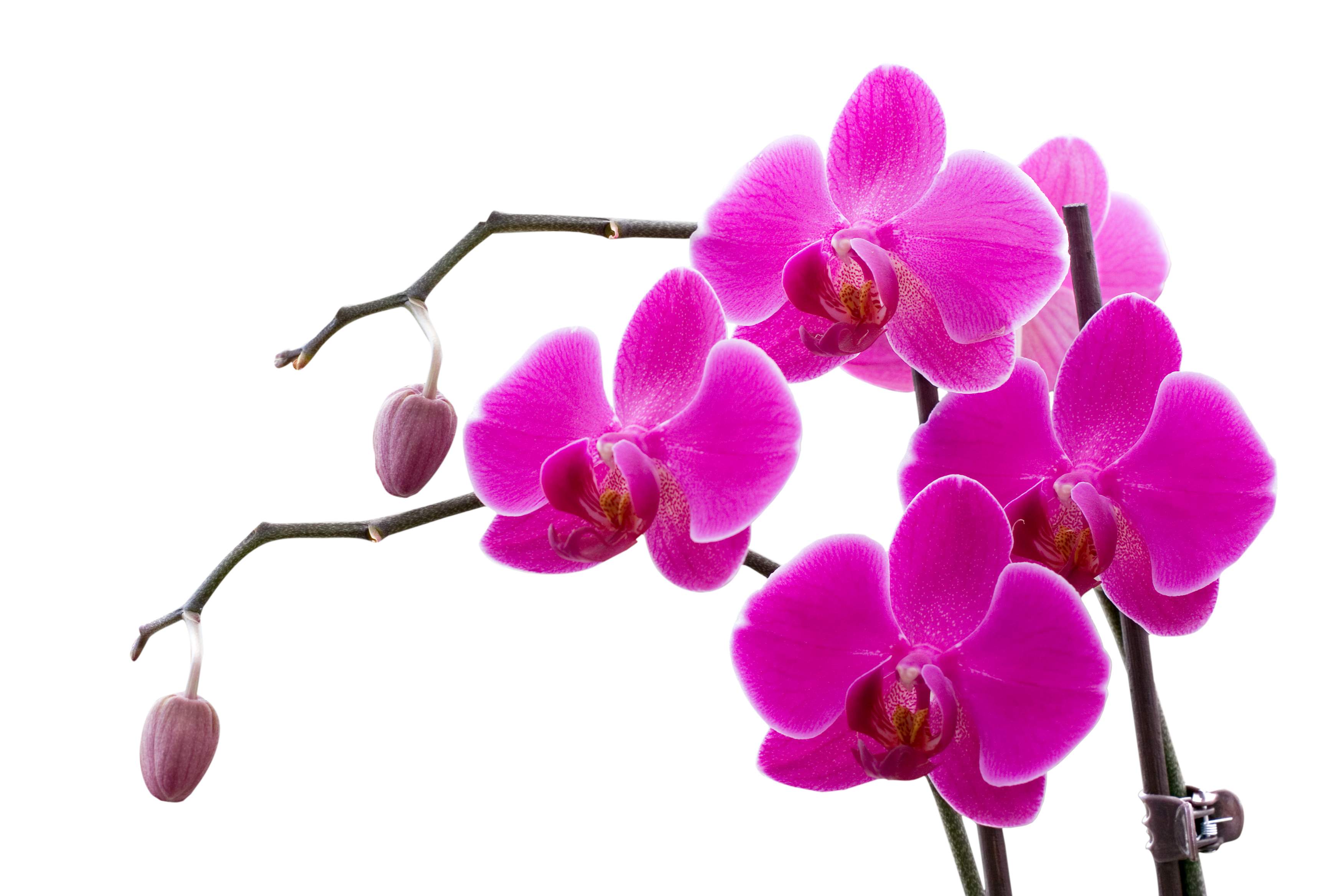 Orchid Flower Wallpaper Wallpaper Inn