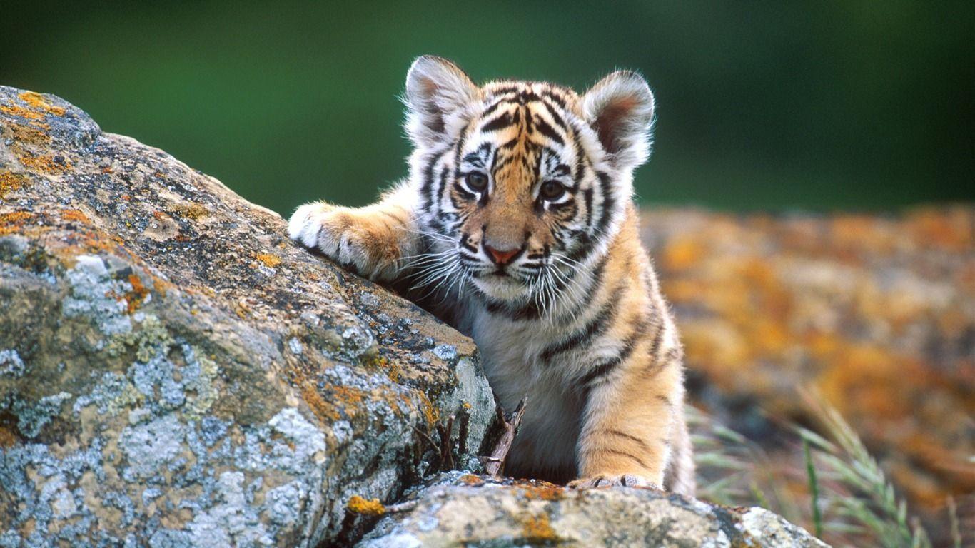 Little Tiger Cub Wildlife Wallpaper Wallpaper Download
