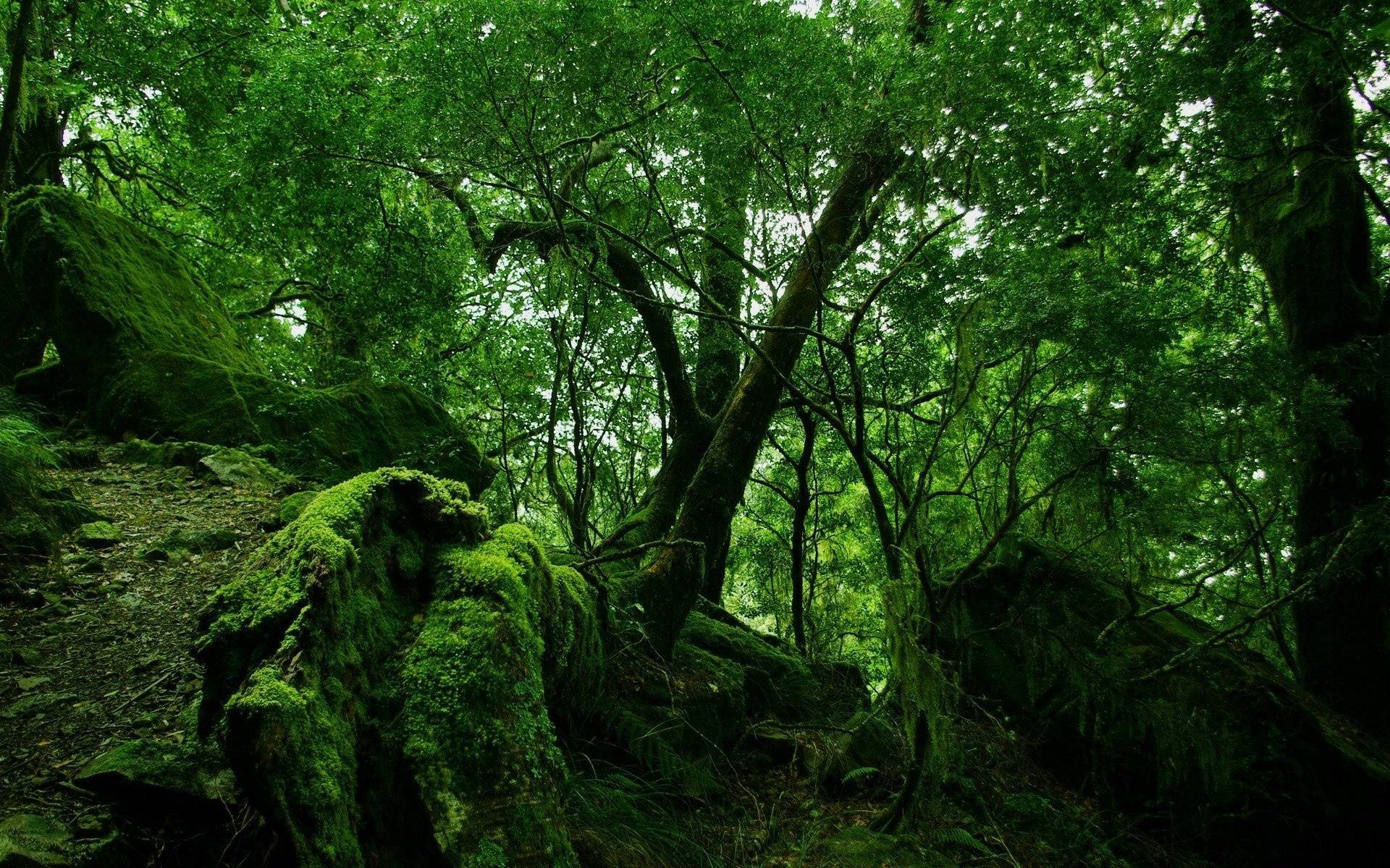 Download wallpaper forest, green background, stones free desktop
