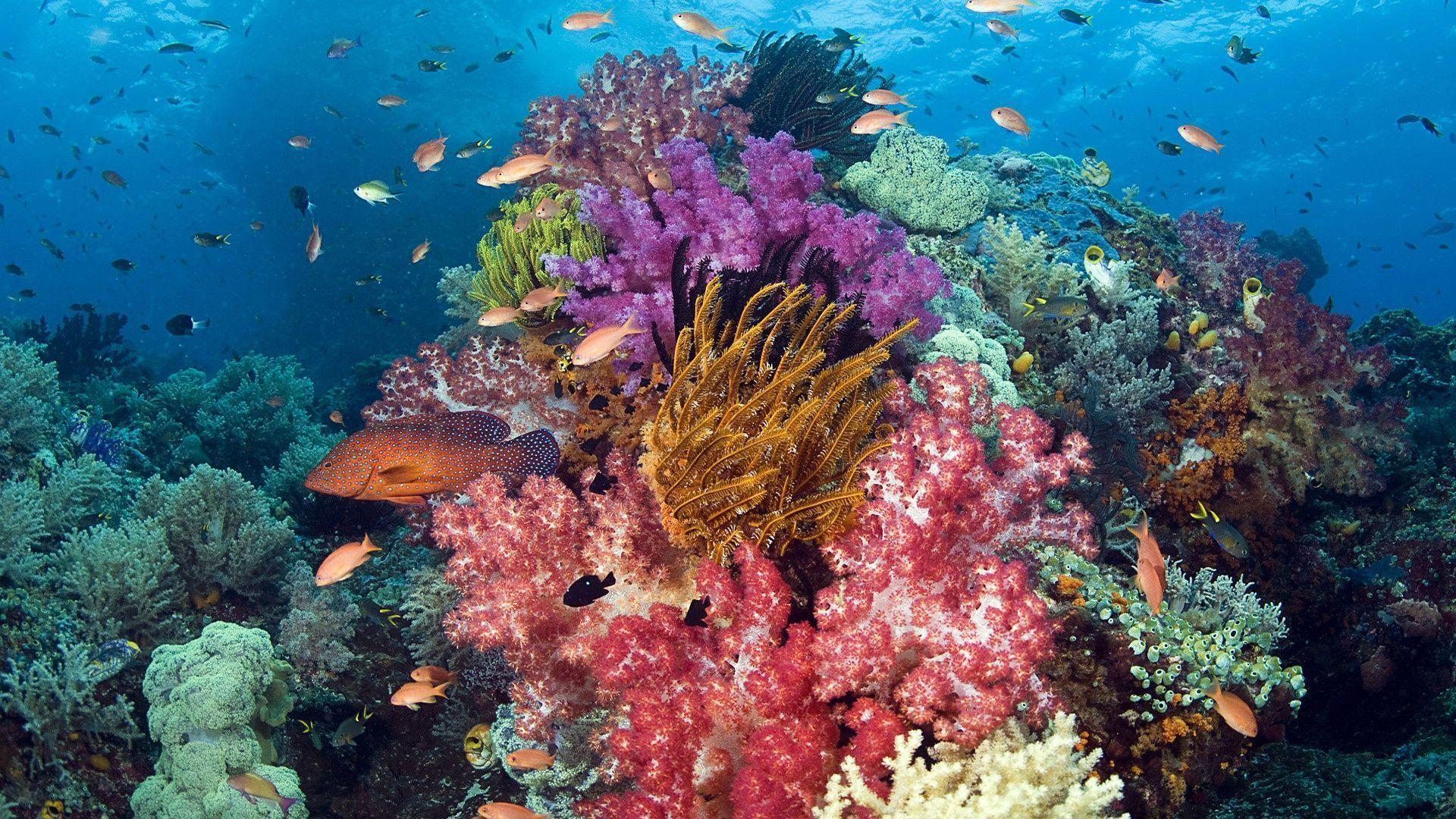 HD Coral Reef Life Wallpaper