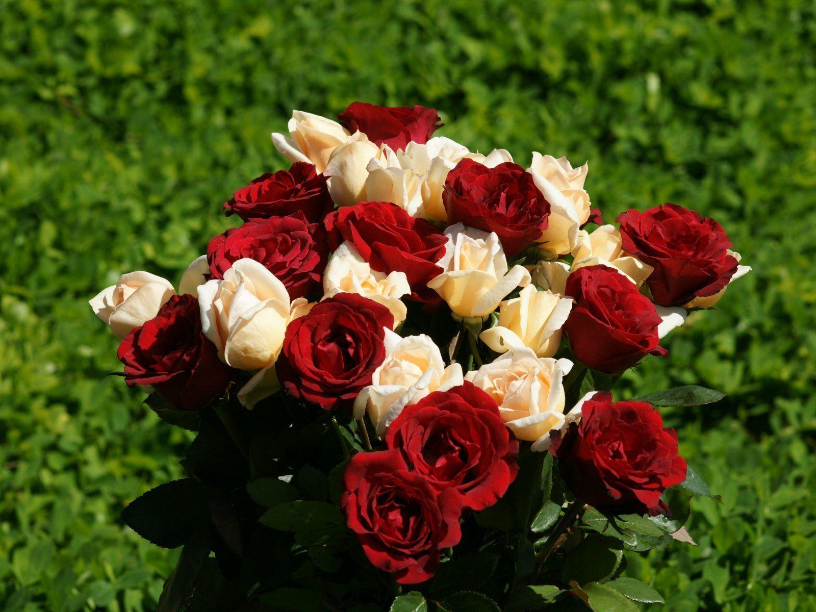 Collection OF ROSES OF 2014 (Flowers)