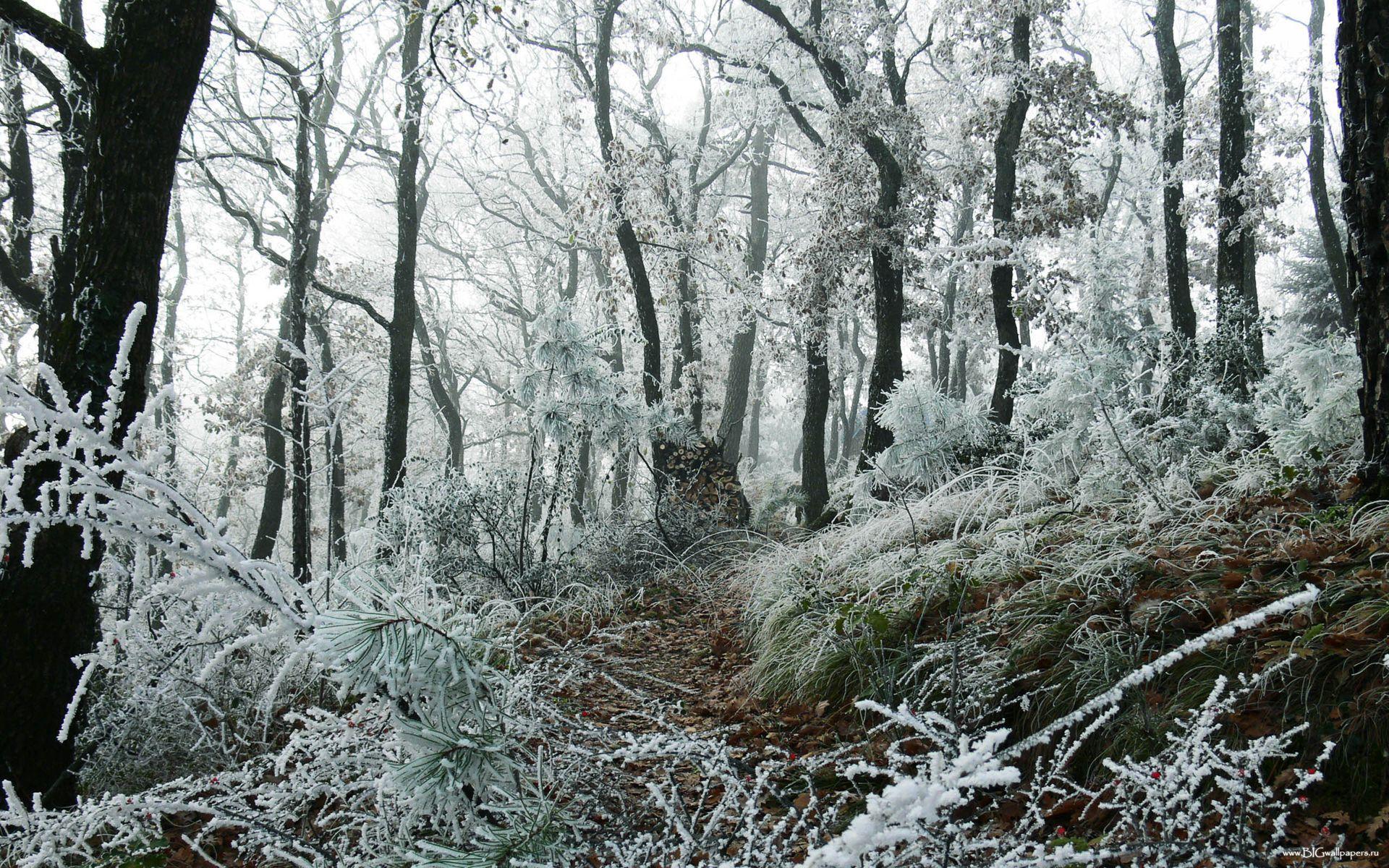 Snowy Forest / Nature / Desktop HD, iPhone, iPad Wallpaper