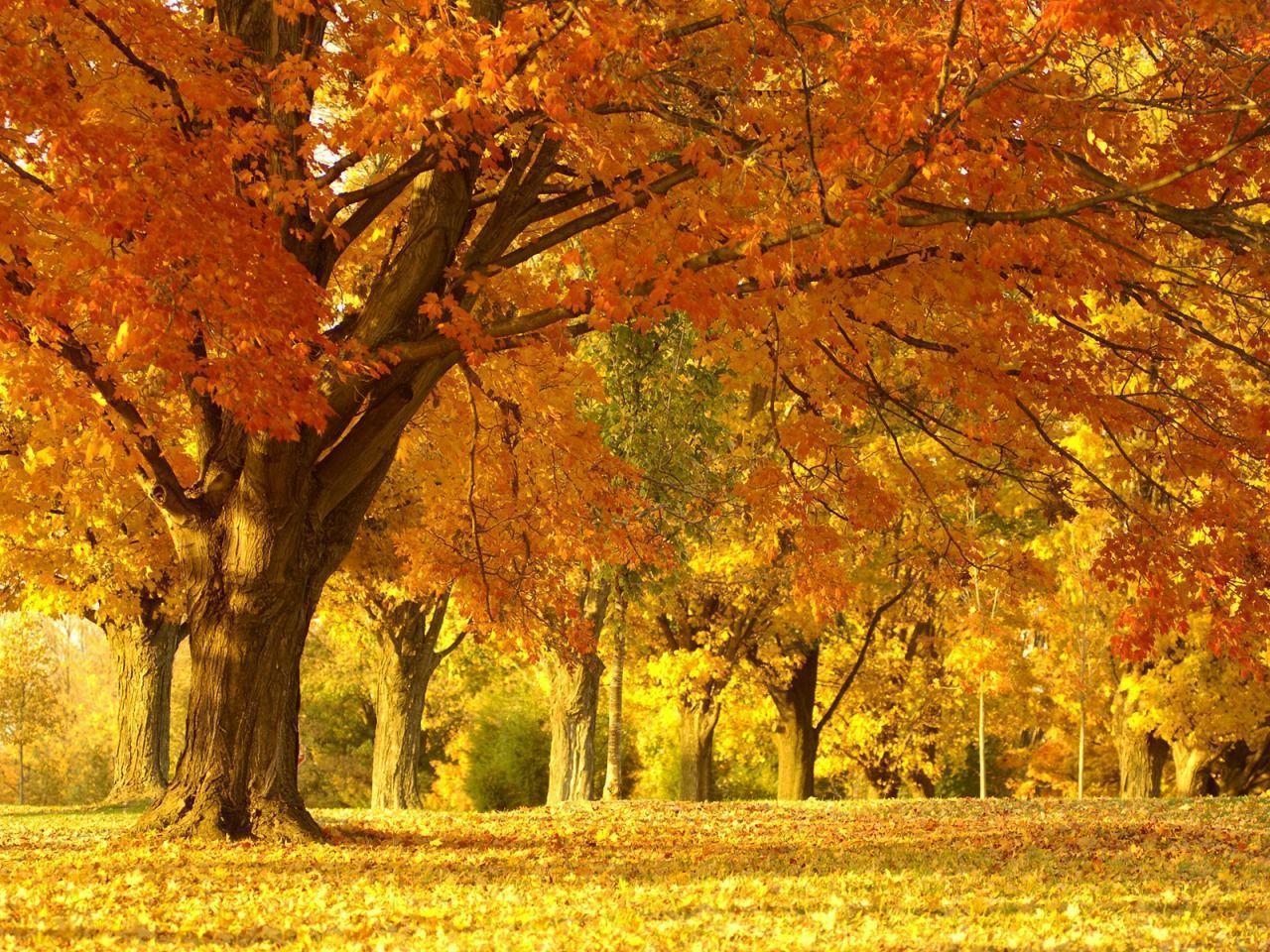 Fall Tree Wallpaper