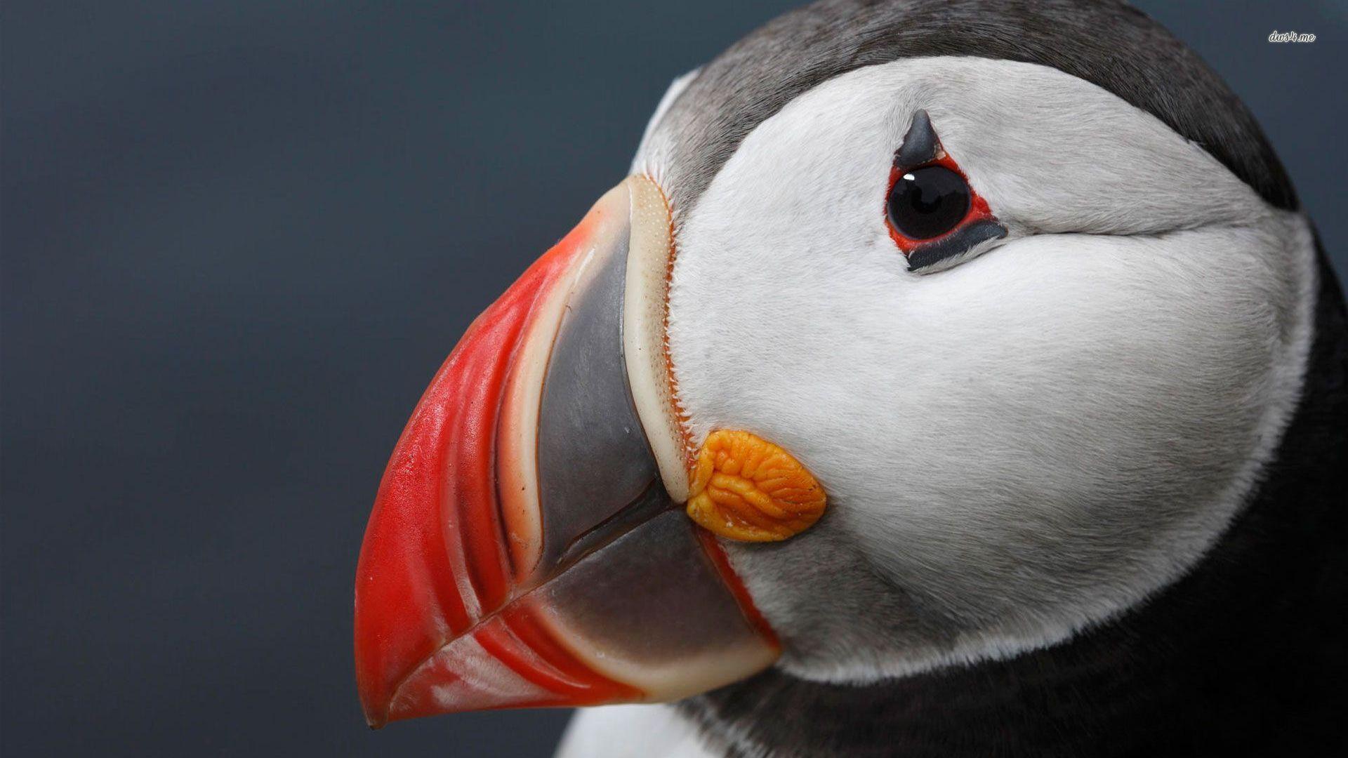 Puffin Wallpapers - Wallpaper Cave
