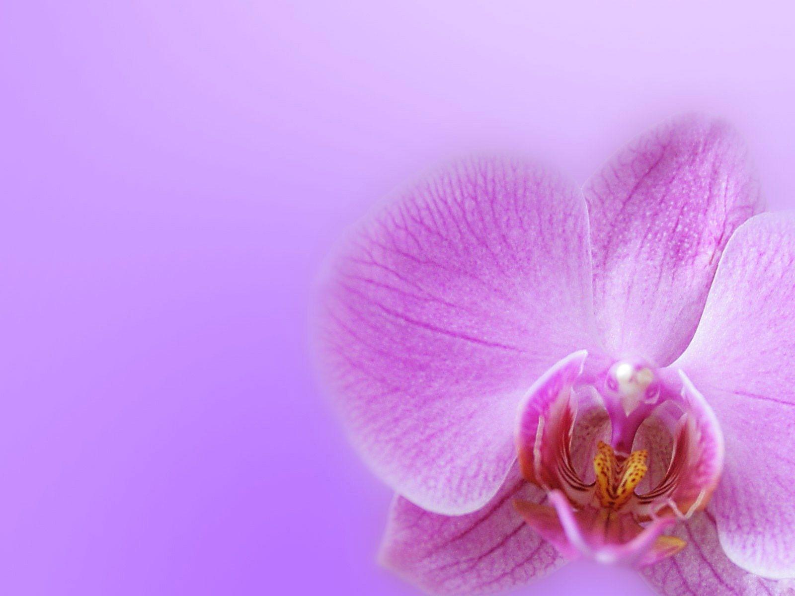 Desktop Wallpaper · Gallery · Windows 7 · Orchid background