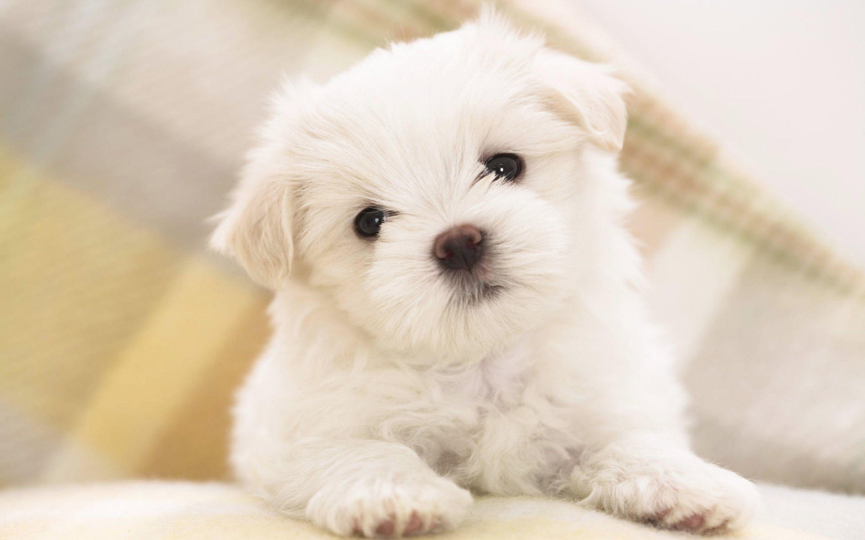 Wallpaper For > Cute Puppy Wallpaper
