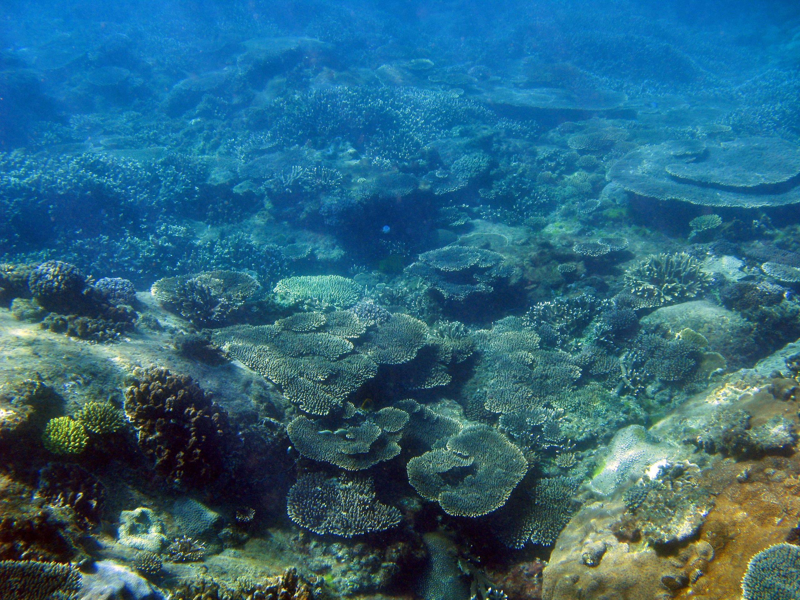 Coral Seascape 2363