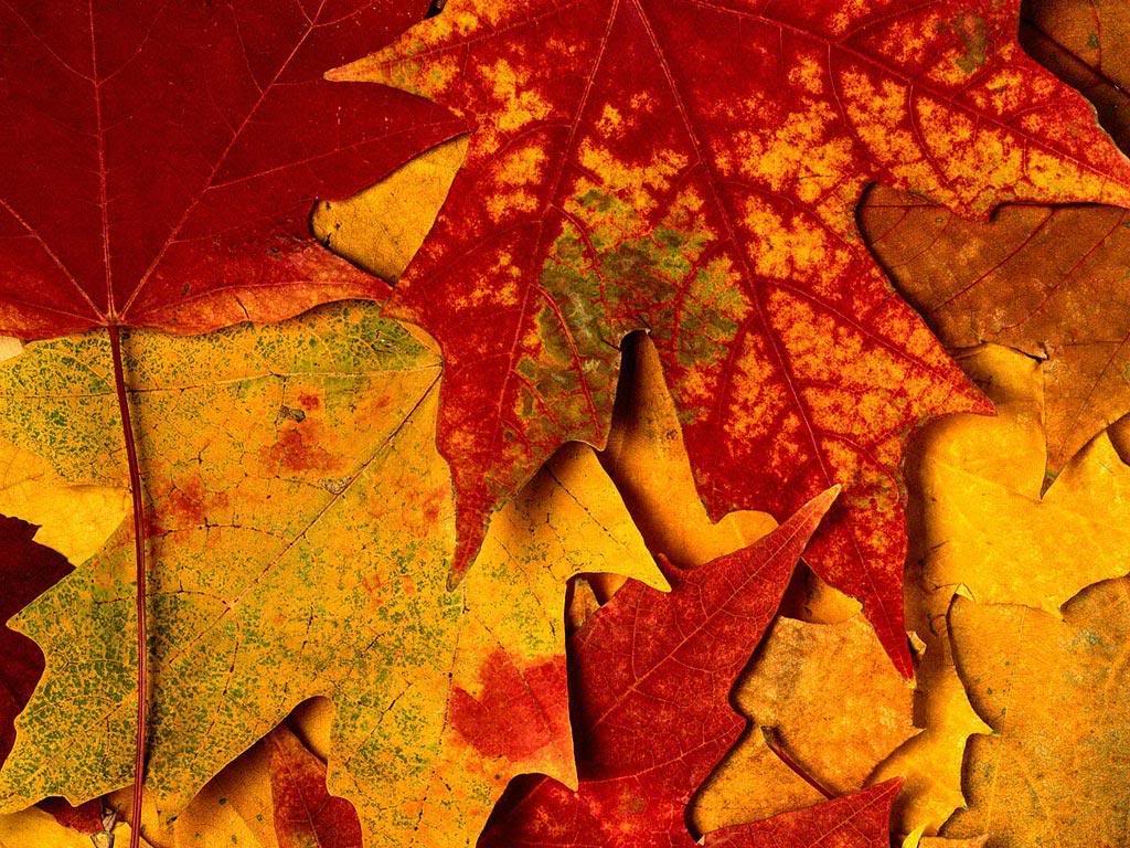 image For > Fall Leaves Desktop Wallpaper