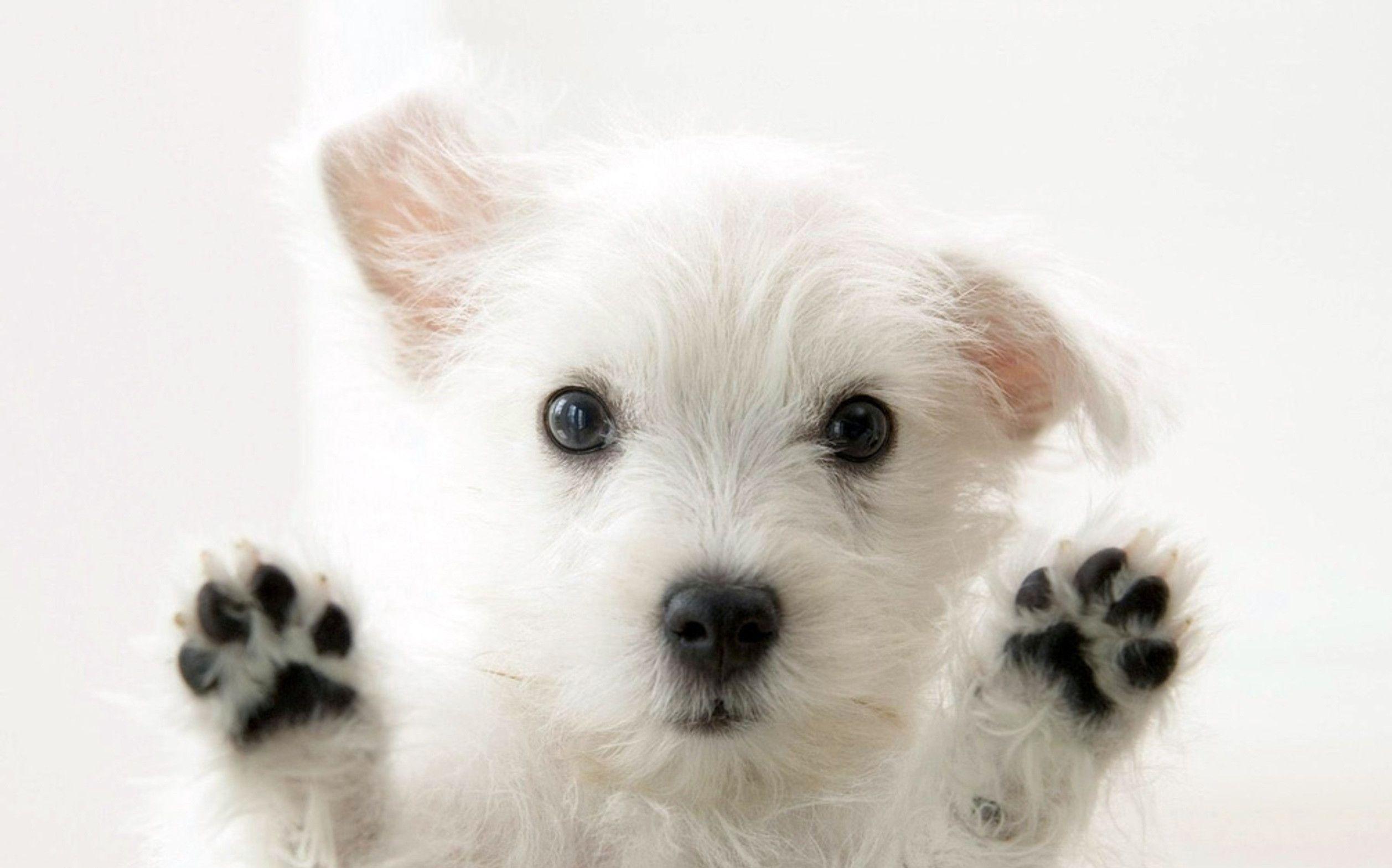 Cute white Maltese dog HD Wallpaper