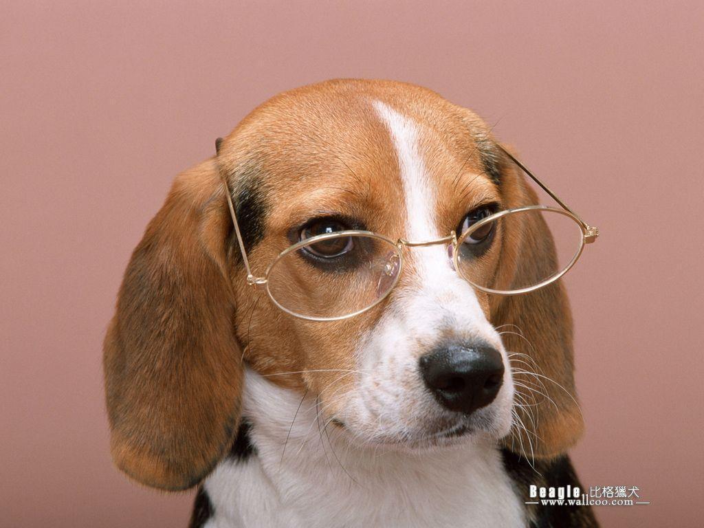 Beagle Dog photo Wallpaper 1024x768 NO.4 Desktop