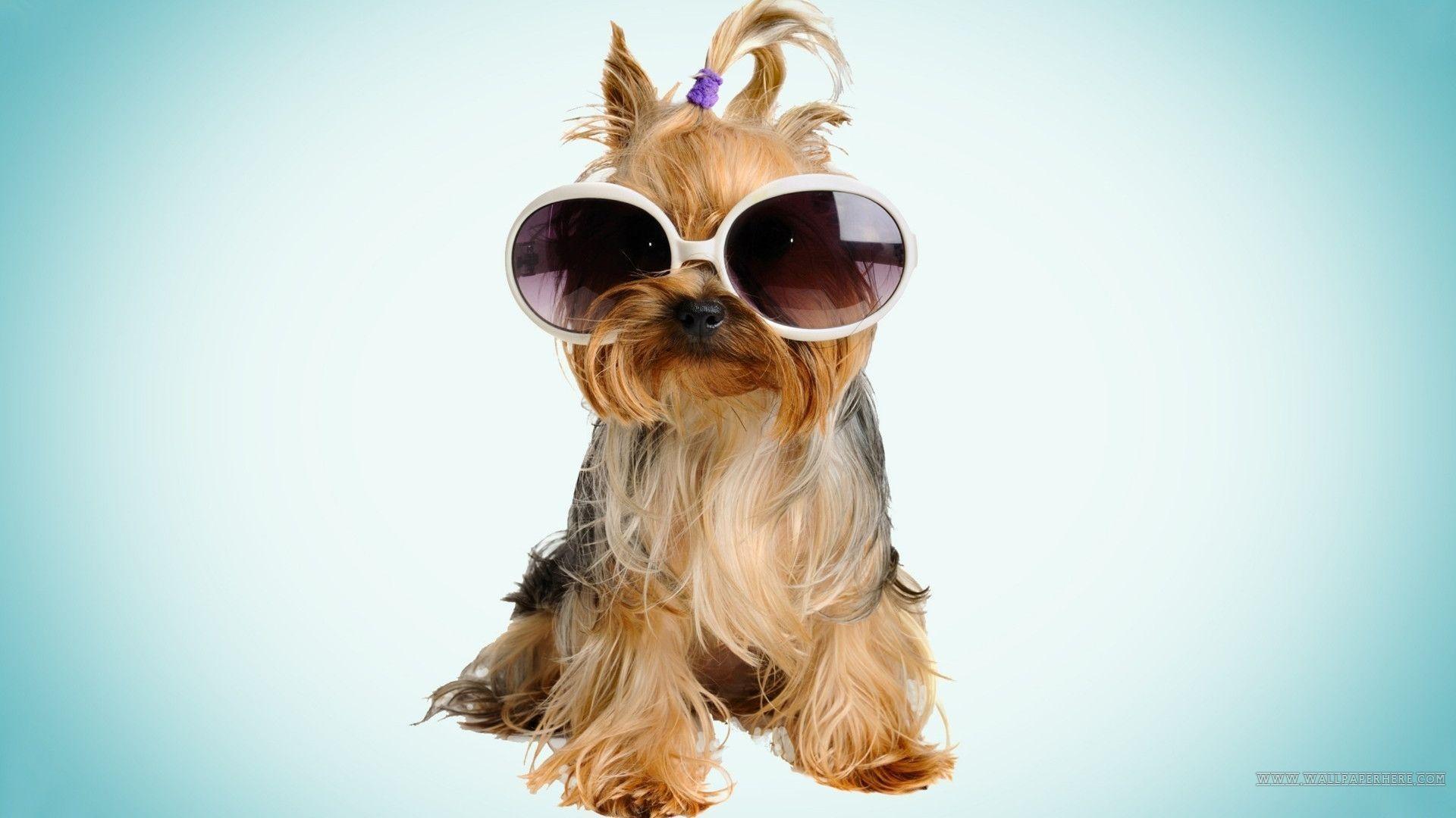 image For > Cool Dog Wallpaper