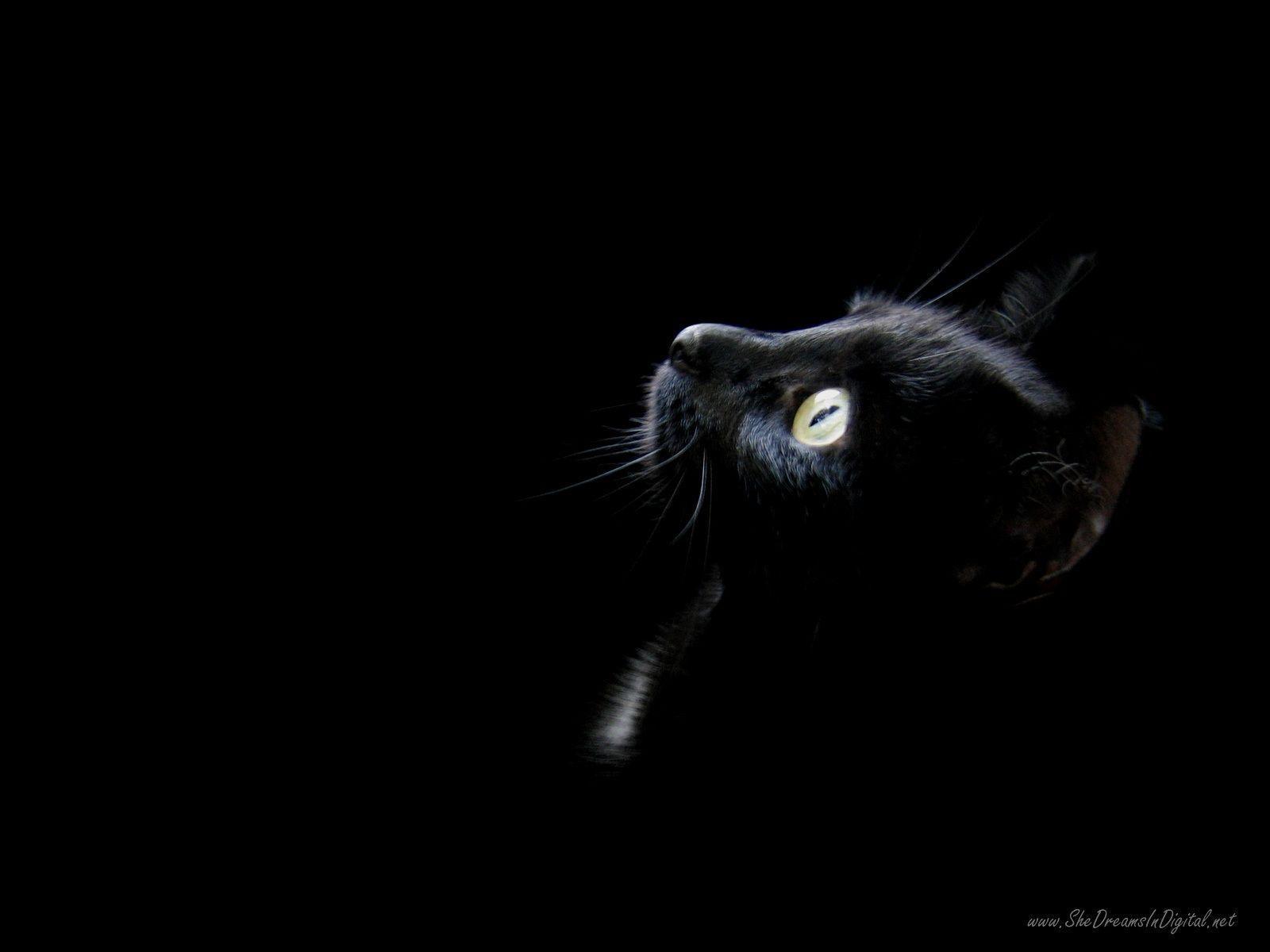 Download Black Cat Wallpaper. Full HD Wallpaper