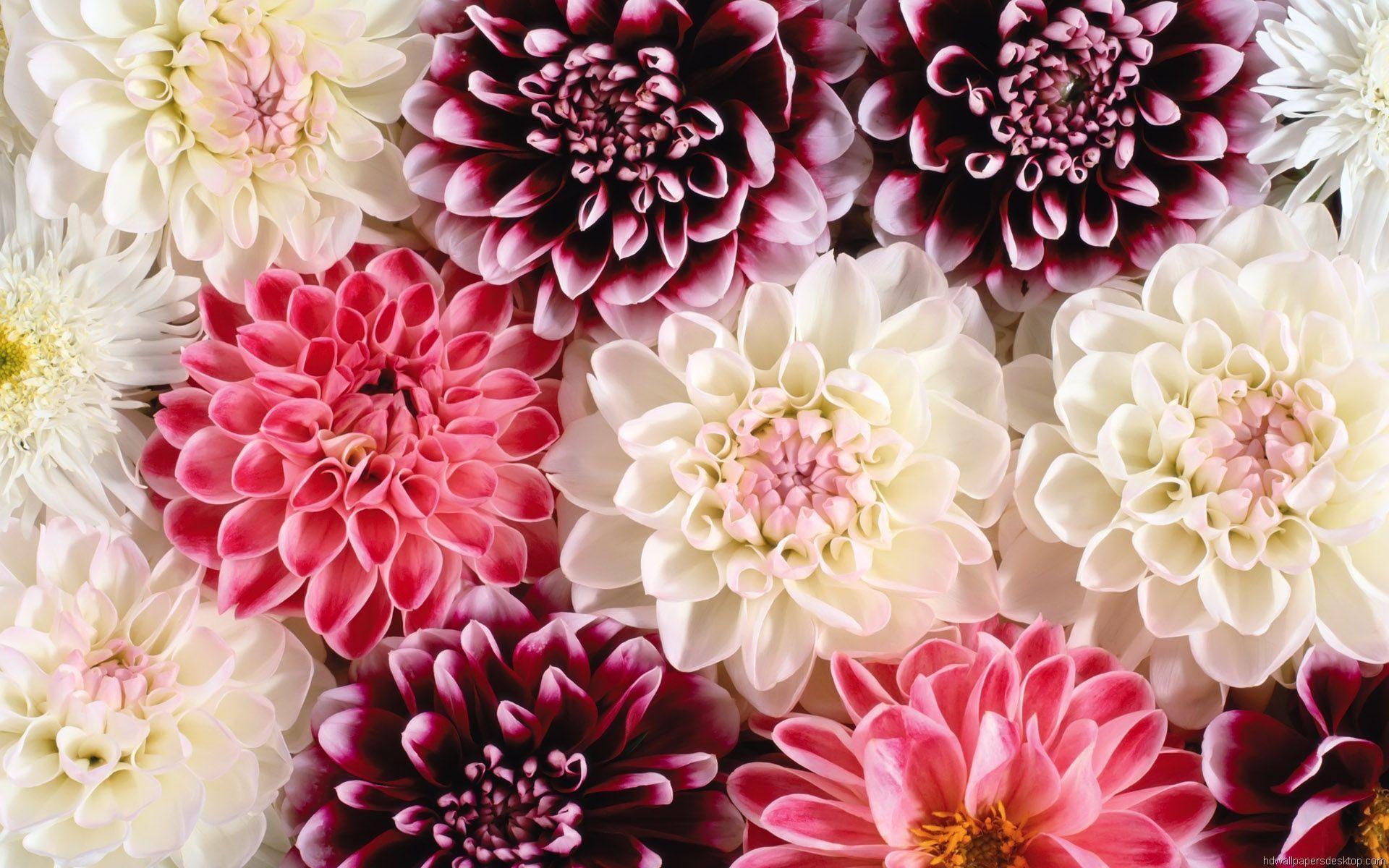 Floral Desktop Wallpapers - Wallpaper Cave