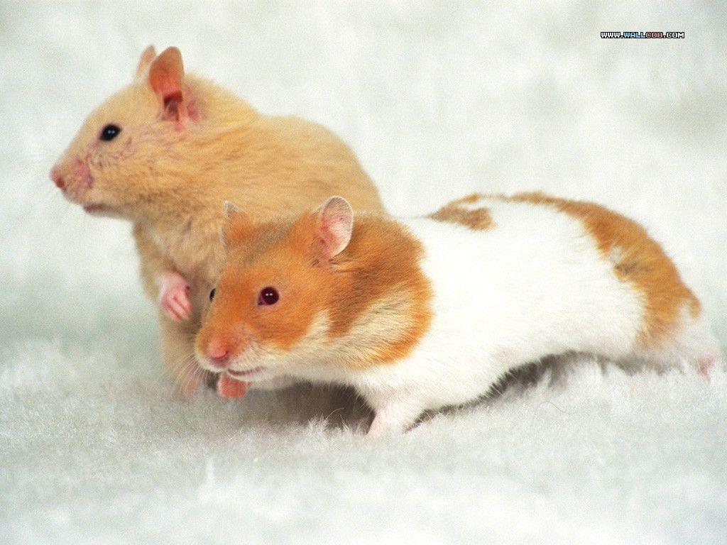 Cute Pet Hamster Wallpaper / Photo8