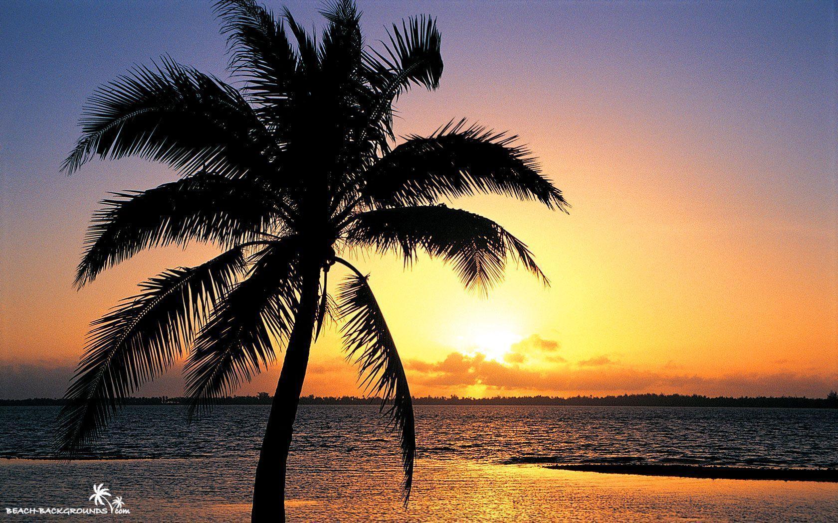 Beach Sunset And Palm Trees HD Wallpaper For Desktop Background