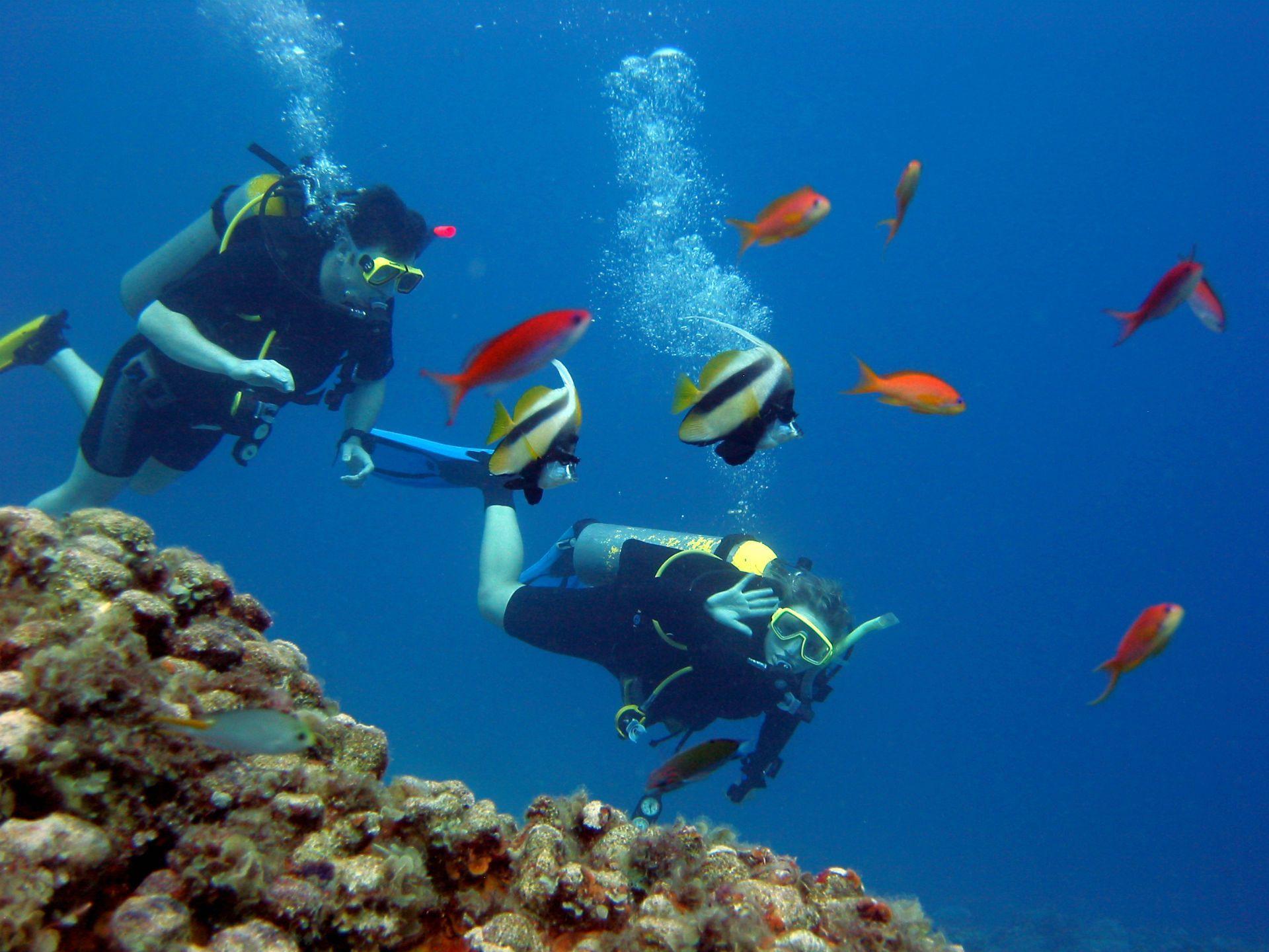 Scuba ocean sea diving fishes tropical underwater wallpaper