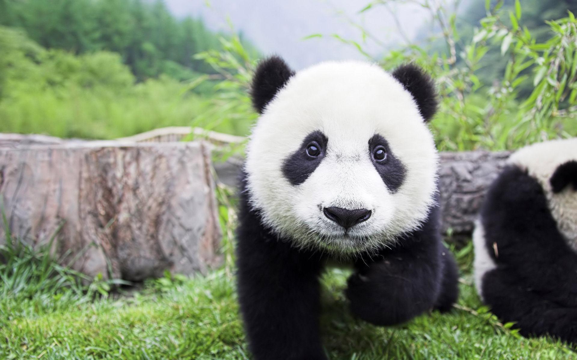 desktop wallpaper animals baby panda - HD Animal