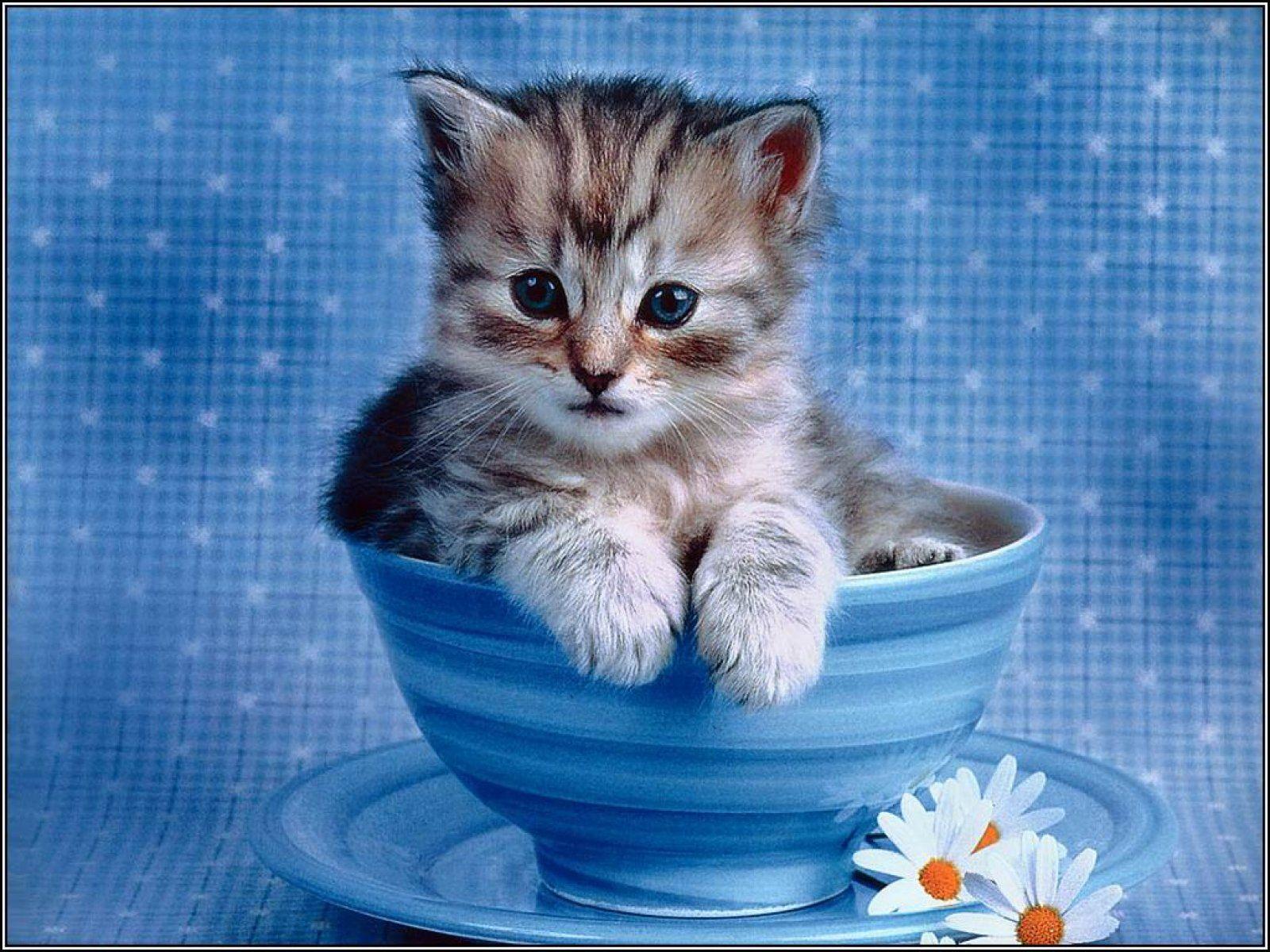 Wallpaper For > Cute Kitten Desktop Wallpaper