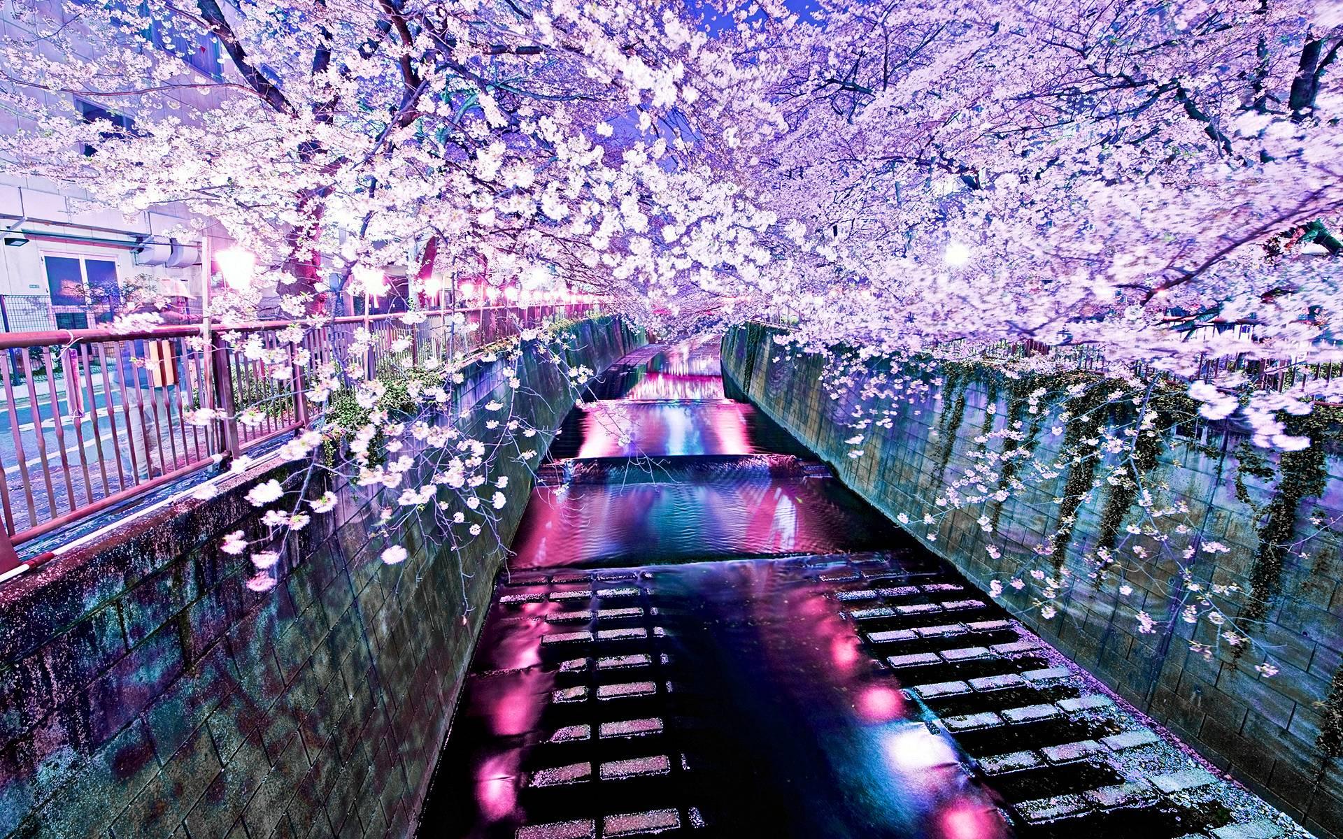 Korea Cherry Blossom wallpaper