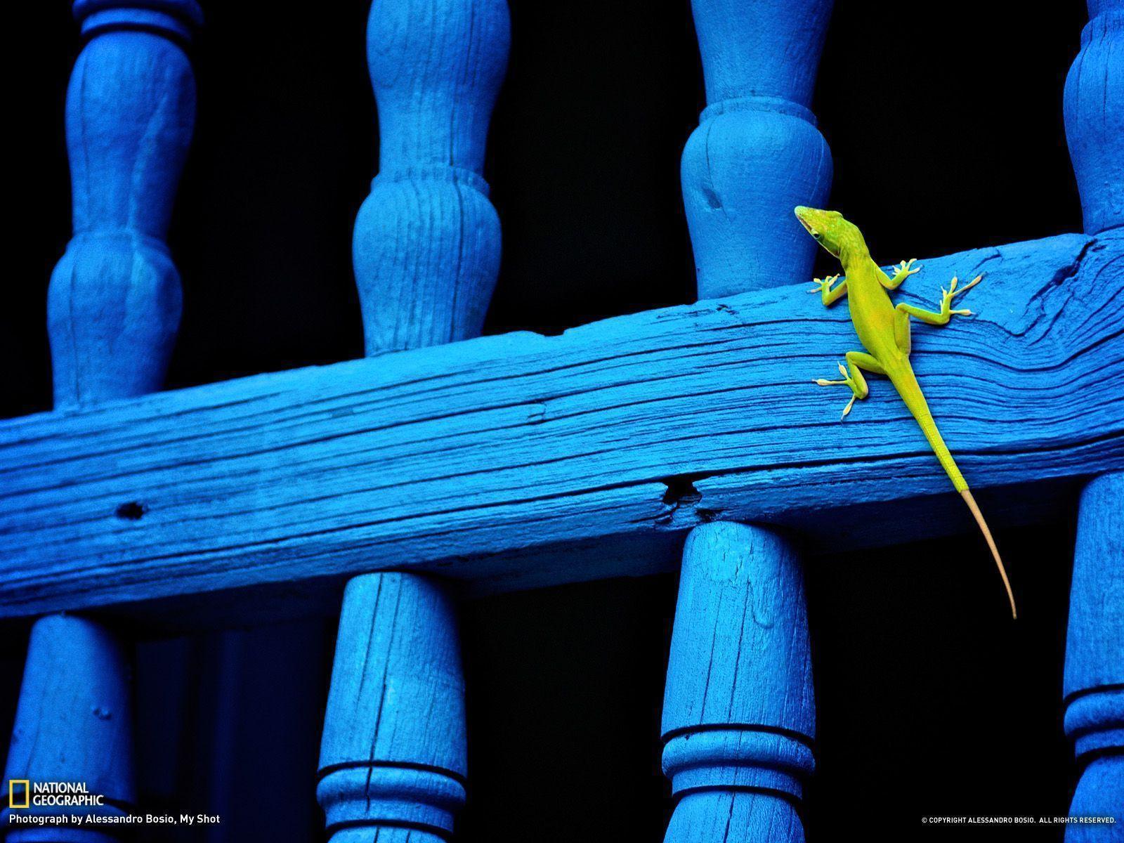 Lizard Picture - Animal Wallpaper - National Geographic Photo