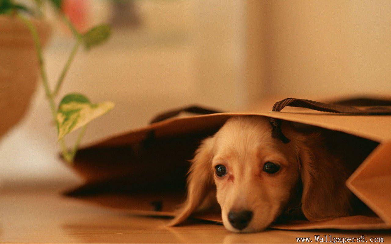 Pet Dog In Bag Wallpaper Wallpaper. wallvan