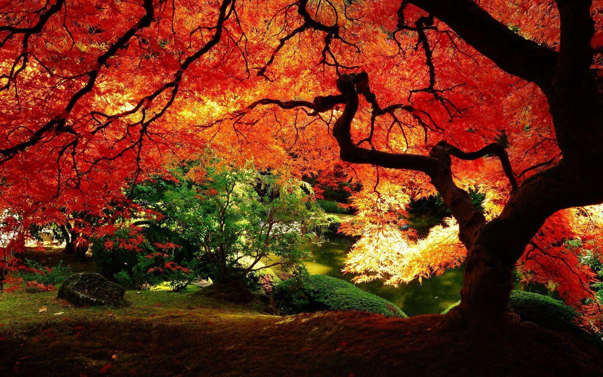 Beautiful autumn tree Wallpaper #