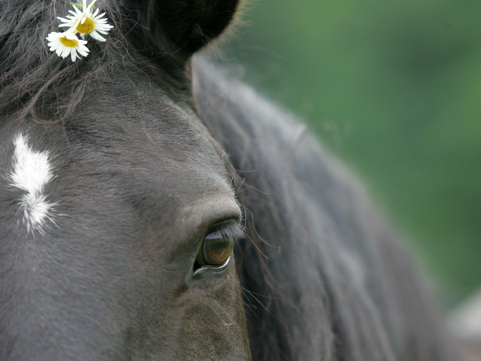 Desktop Wallpaper · Gallery · Animals · The Soul of a Horse. Free