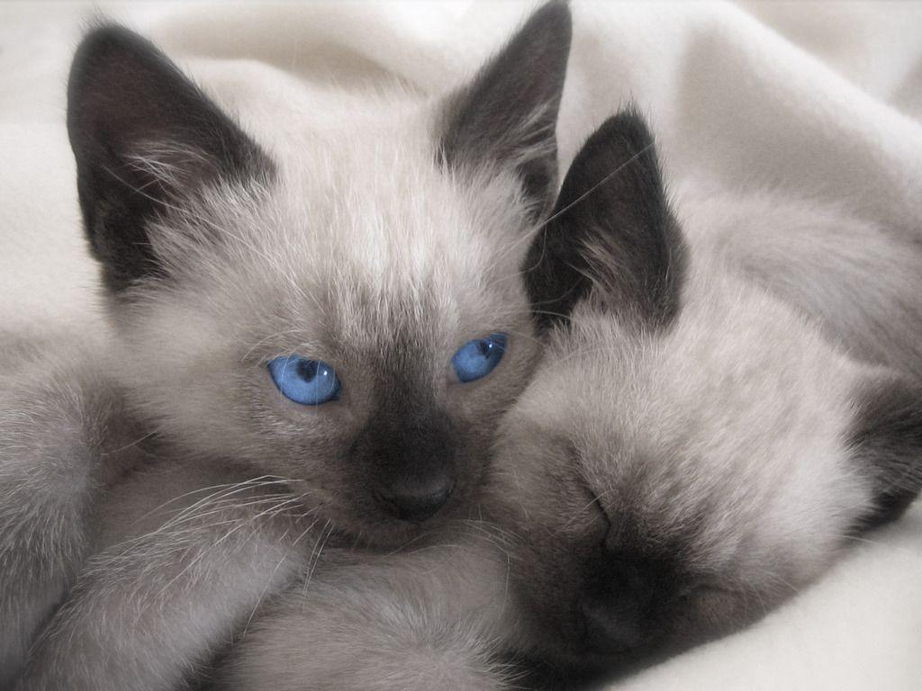 Download Siamese Cats Picture 5 1024x768 (2172) Full Size. Kitten