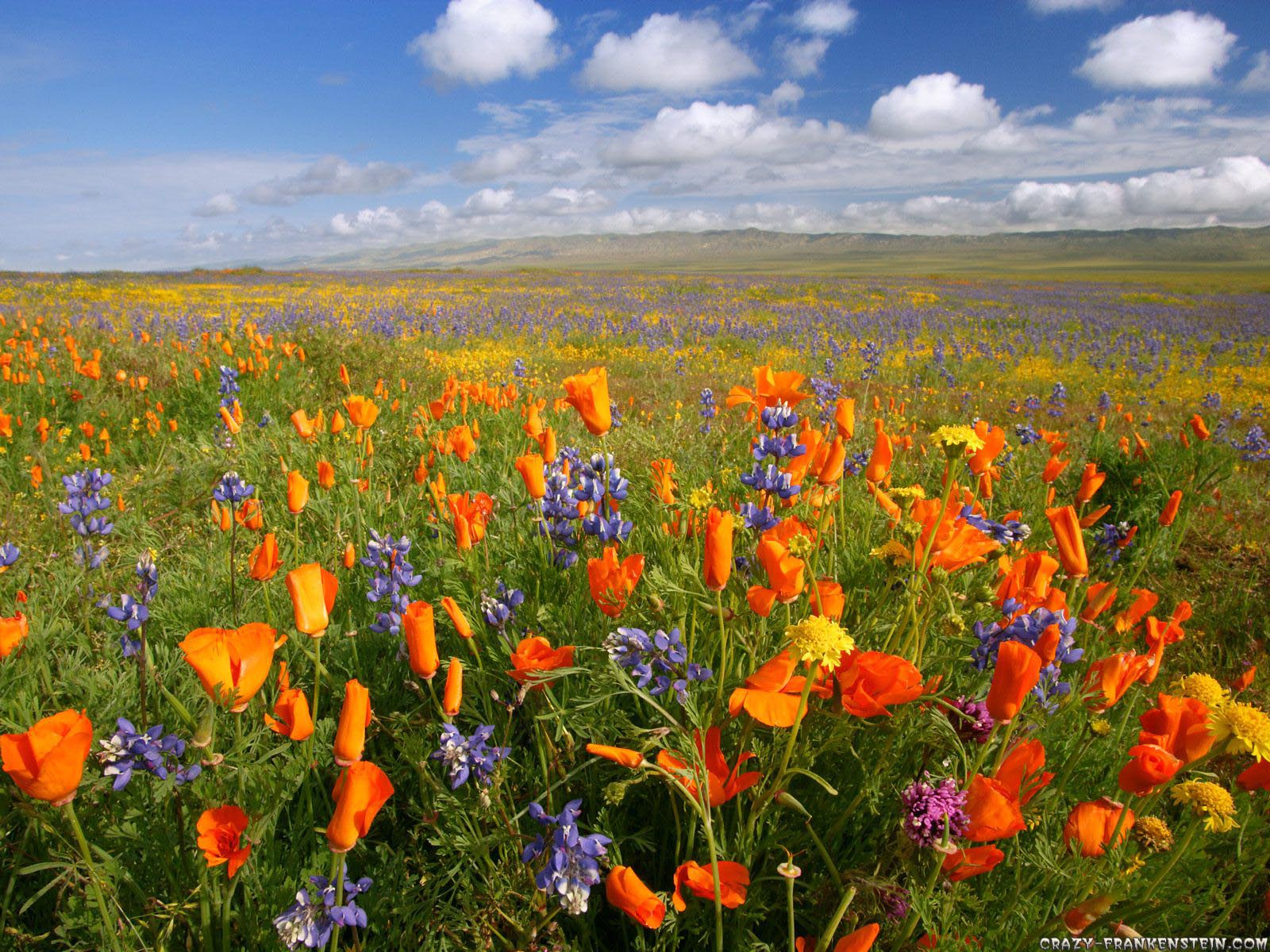Flowers For > Spring Wildflowers Wallpaper