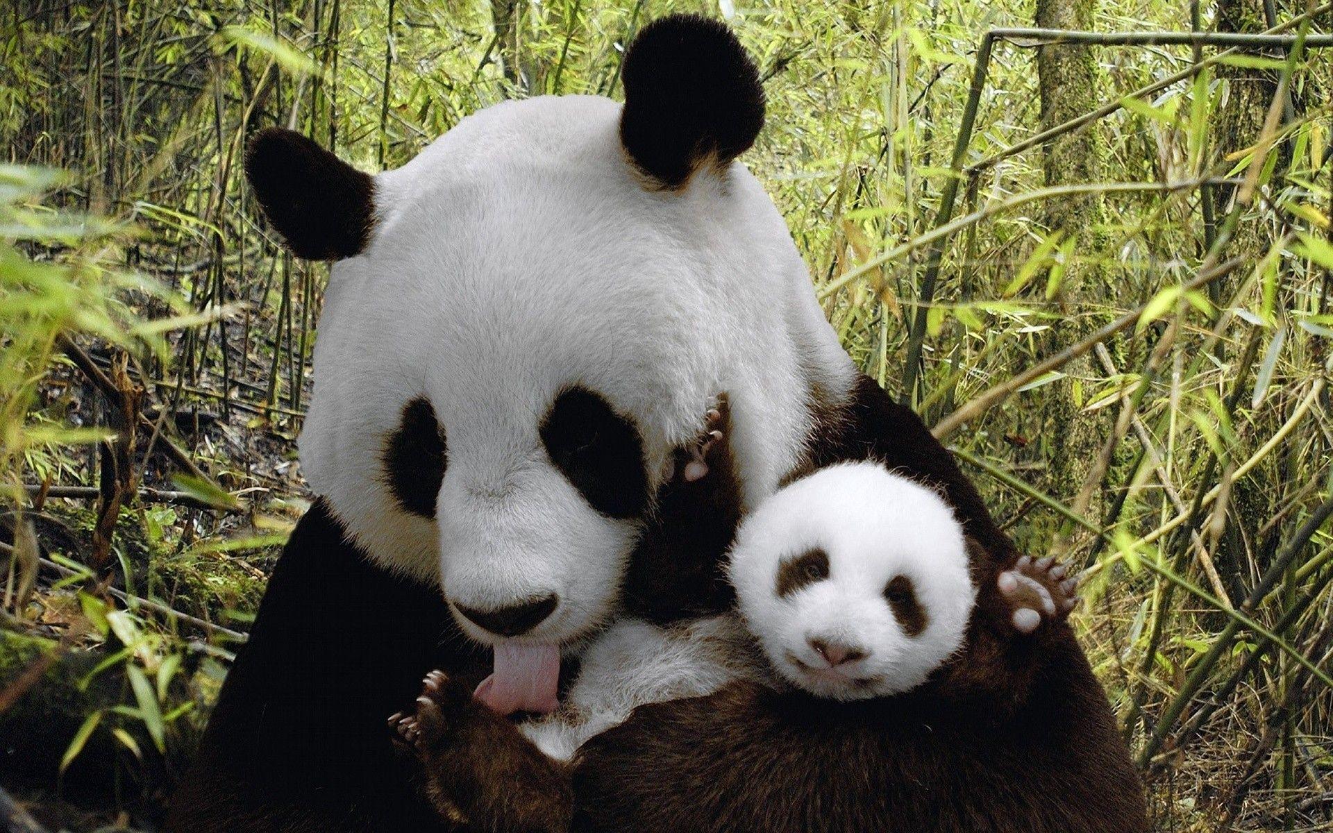 Wallpaper For > Cute Baby Pandas Wallpaper