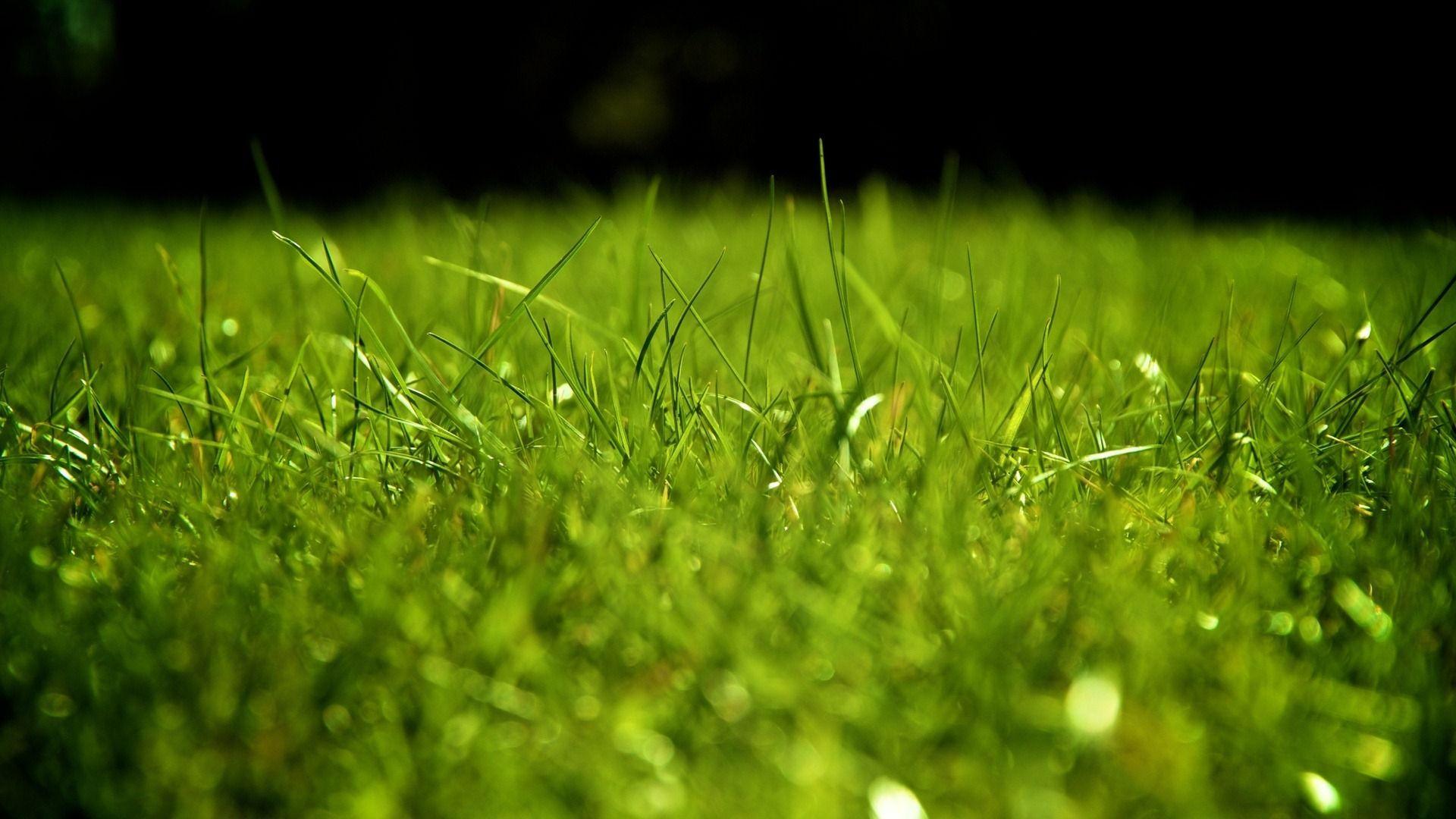 Green grass desktop wallpaper. HD Nature Wallpaper