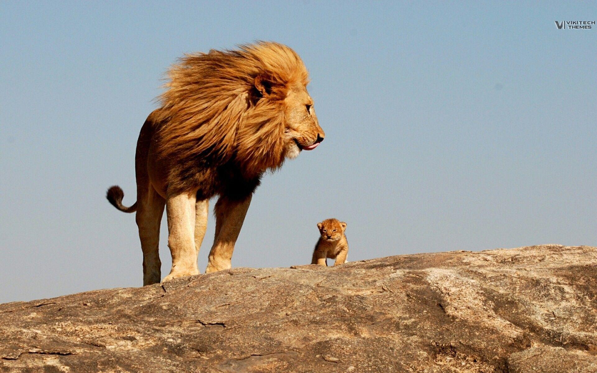 Lion, king, safari, savage wallpaper and image