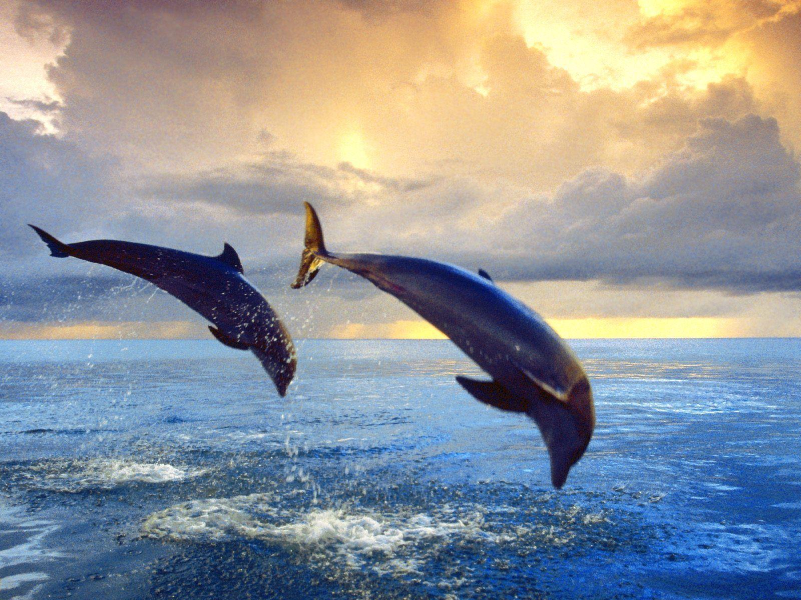 Animals For > Cute Dolphins Wallpaper