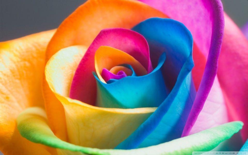 Awesome Rainbow Rose Macro Wallpaper High Resolution Image