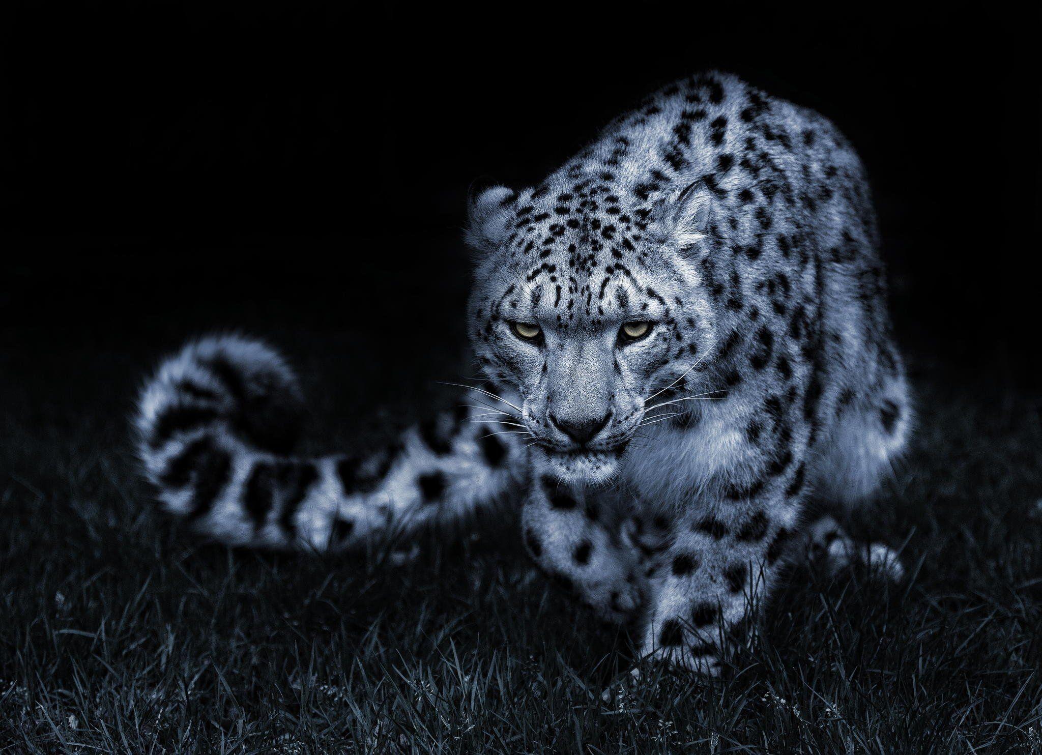 Snow leopard black and white posture eyes cat wallpaper