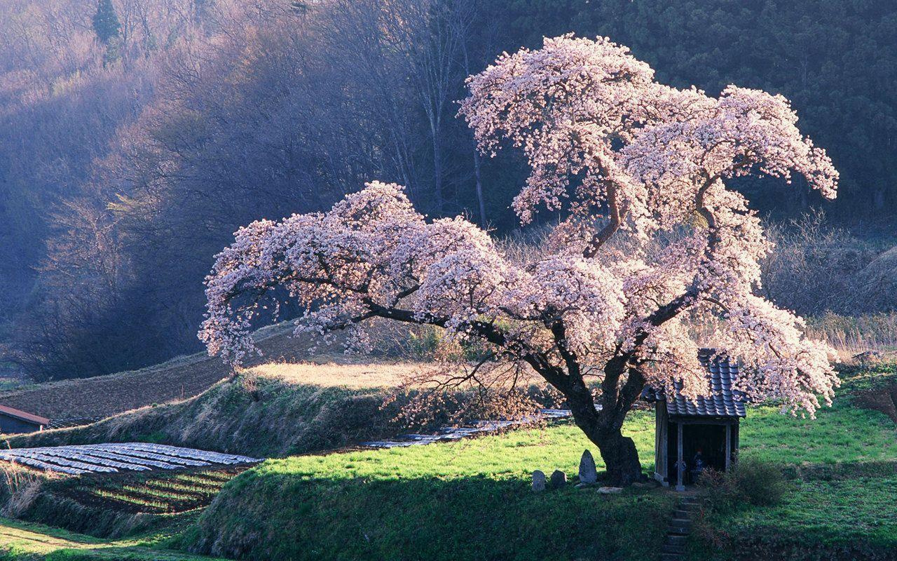 Japanese Nature Wallpaper and Background