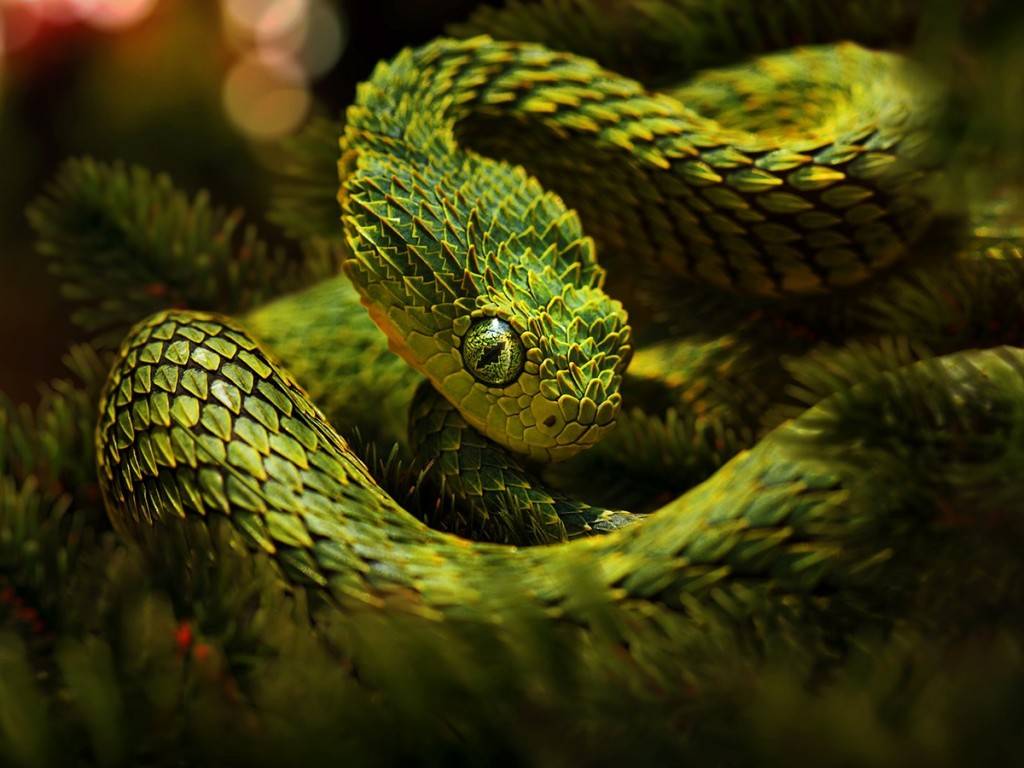 Viper Snakes Wallpaper Android Application