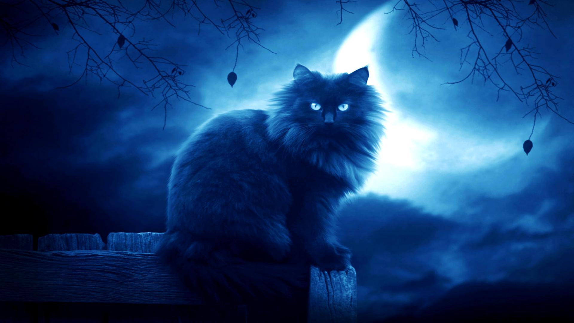 Wild Balck Cat and Moon HD Wallpaper 1080p. HD Wallpaper