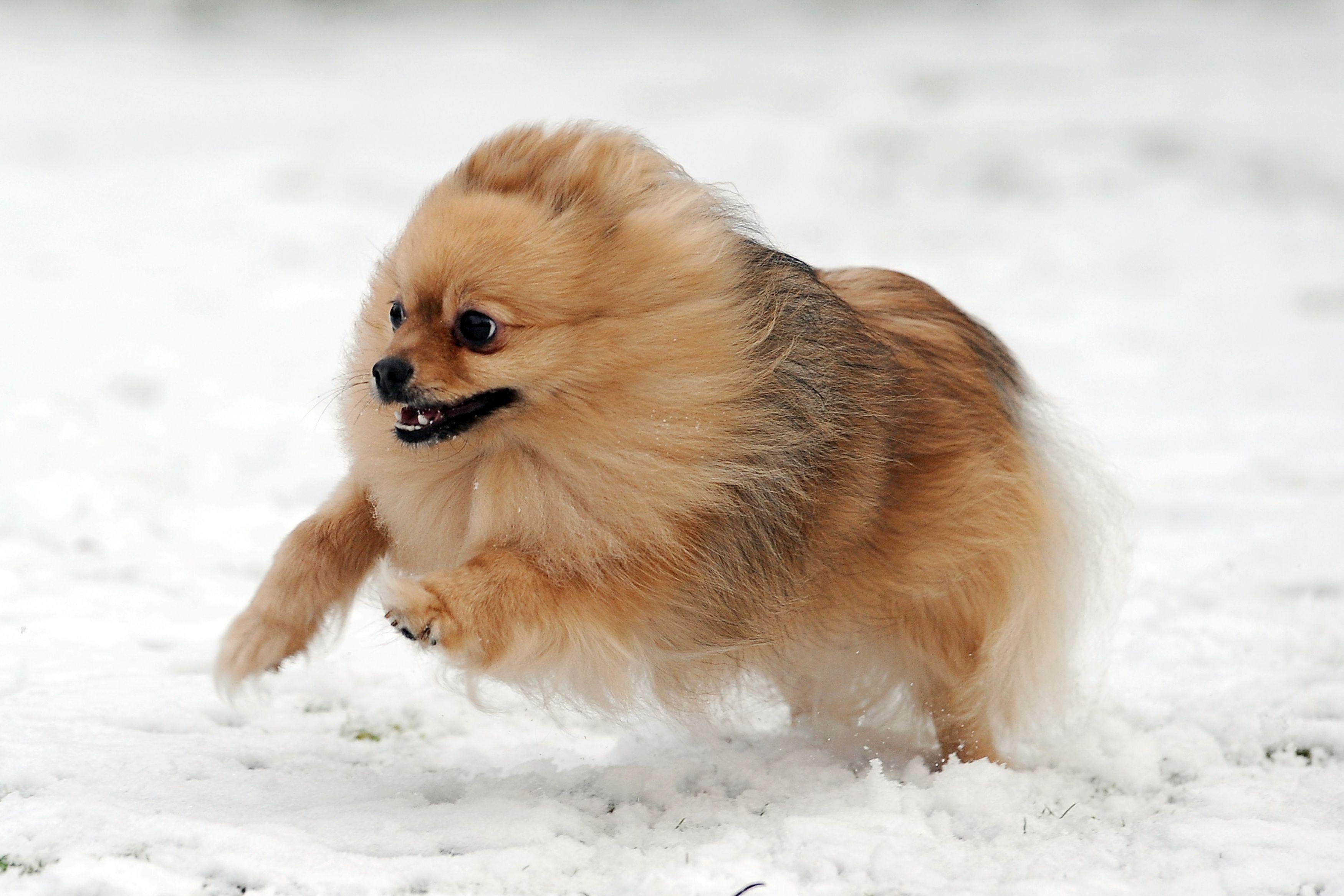 Pomeranian Dog Wallpaper. Pomeranian Dog Photo