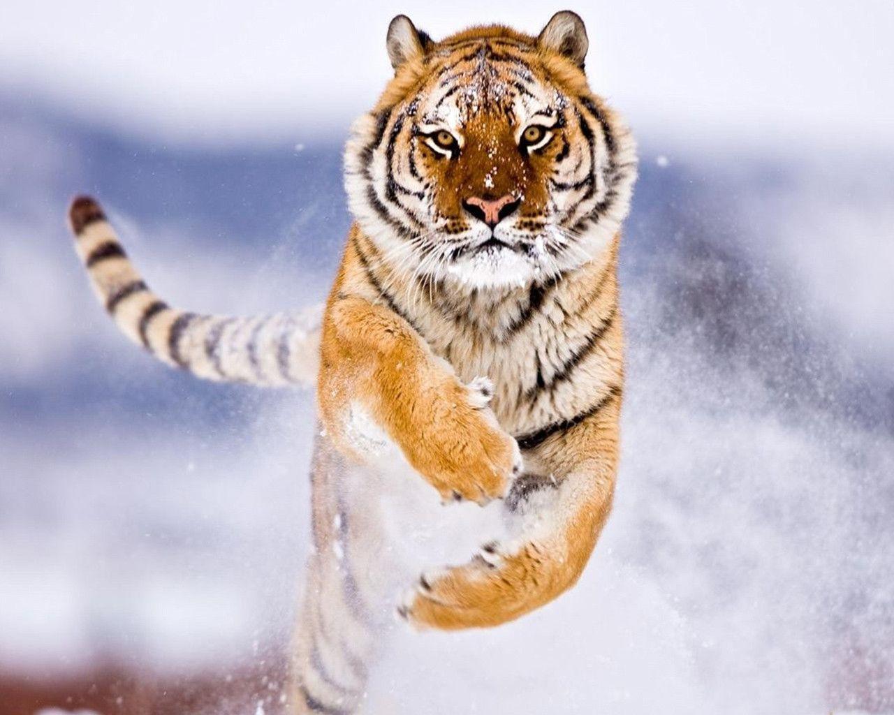 Amur Tiger in Snow Wallpaper