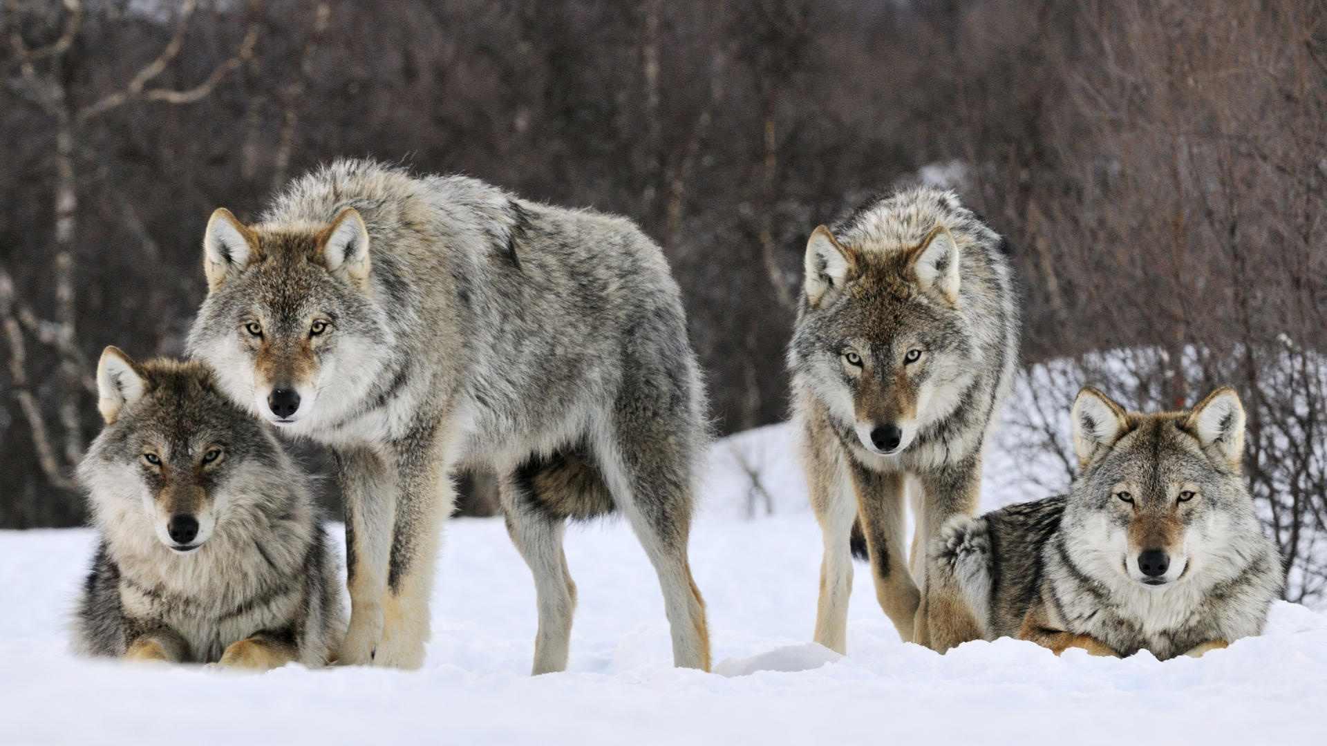 Wallpaper For > Wolf Pack Wallpaper 1920x1080