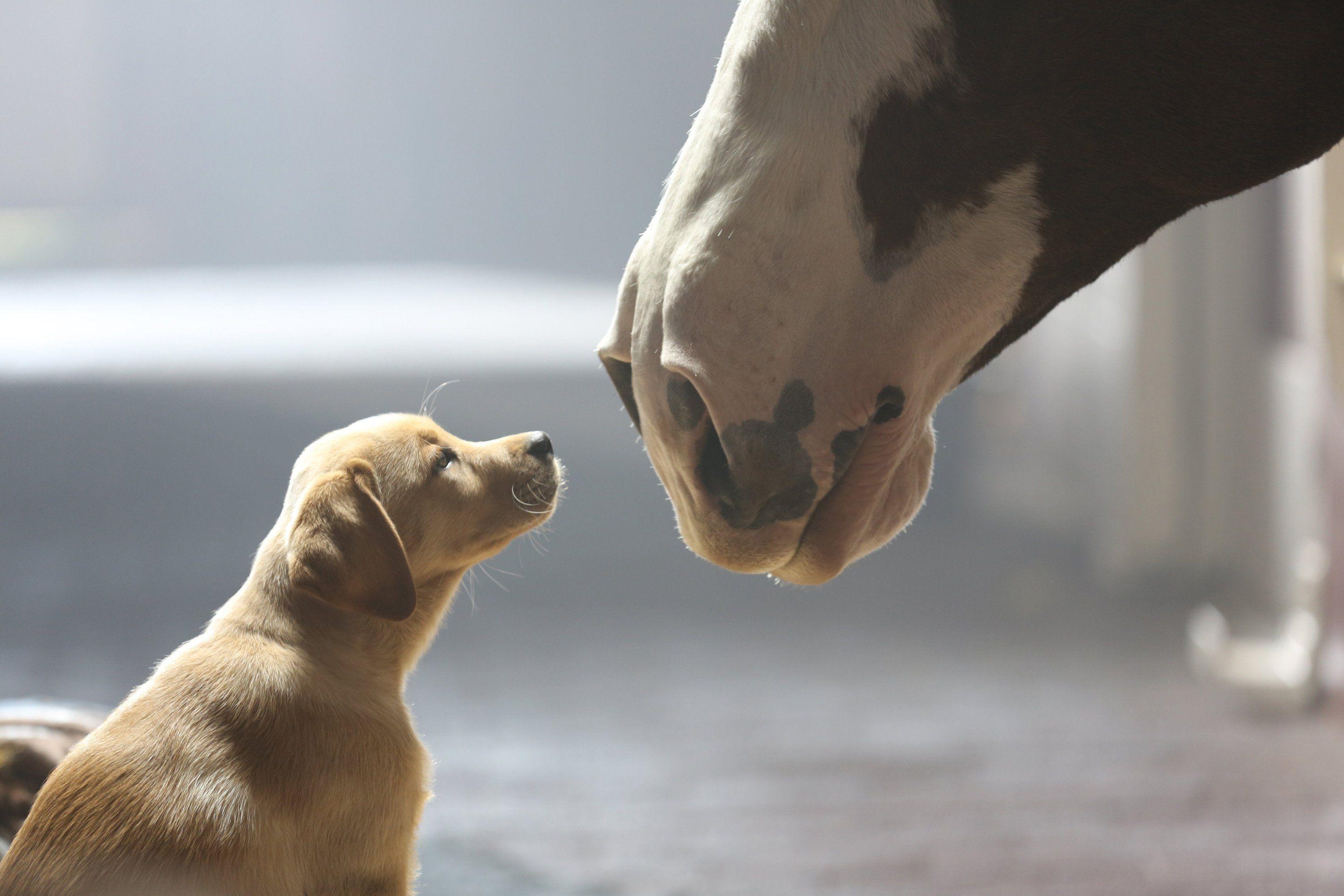 Beer alcohol drink puppy baby horse horses mood cute television
