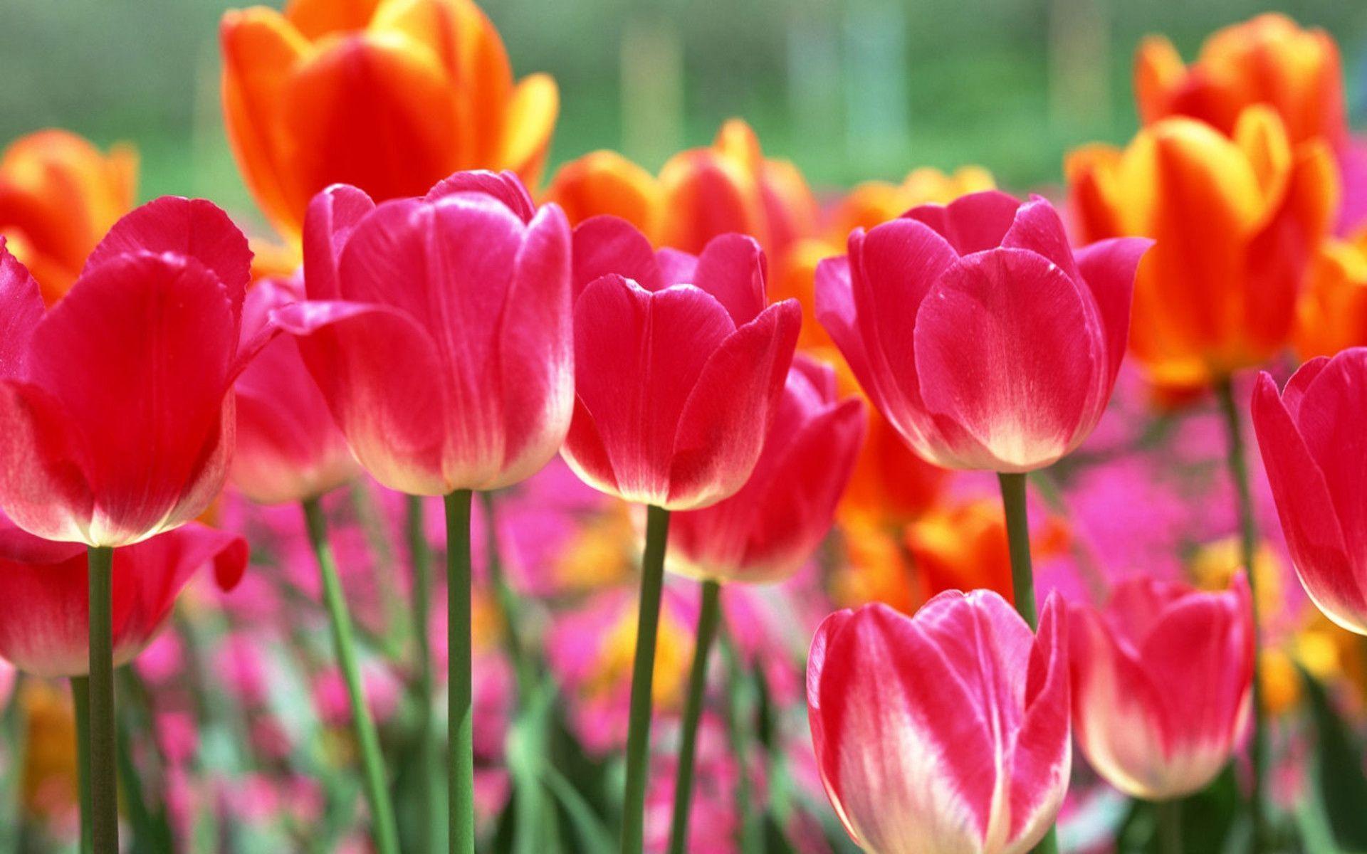 Tulips free picture