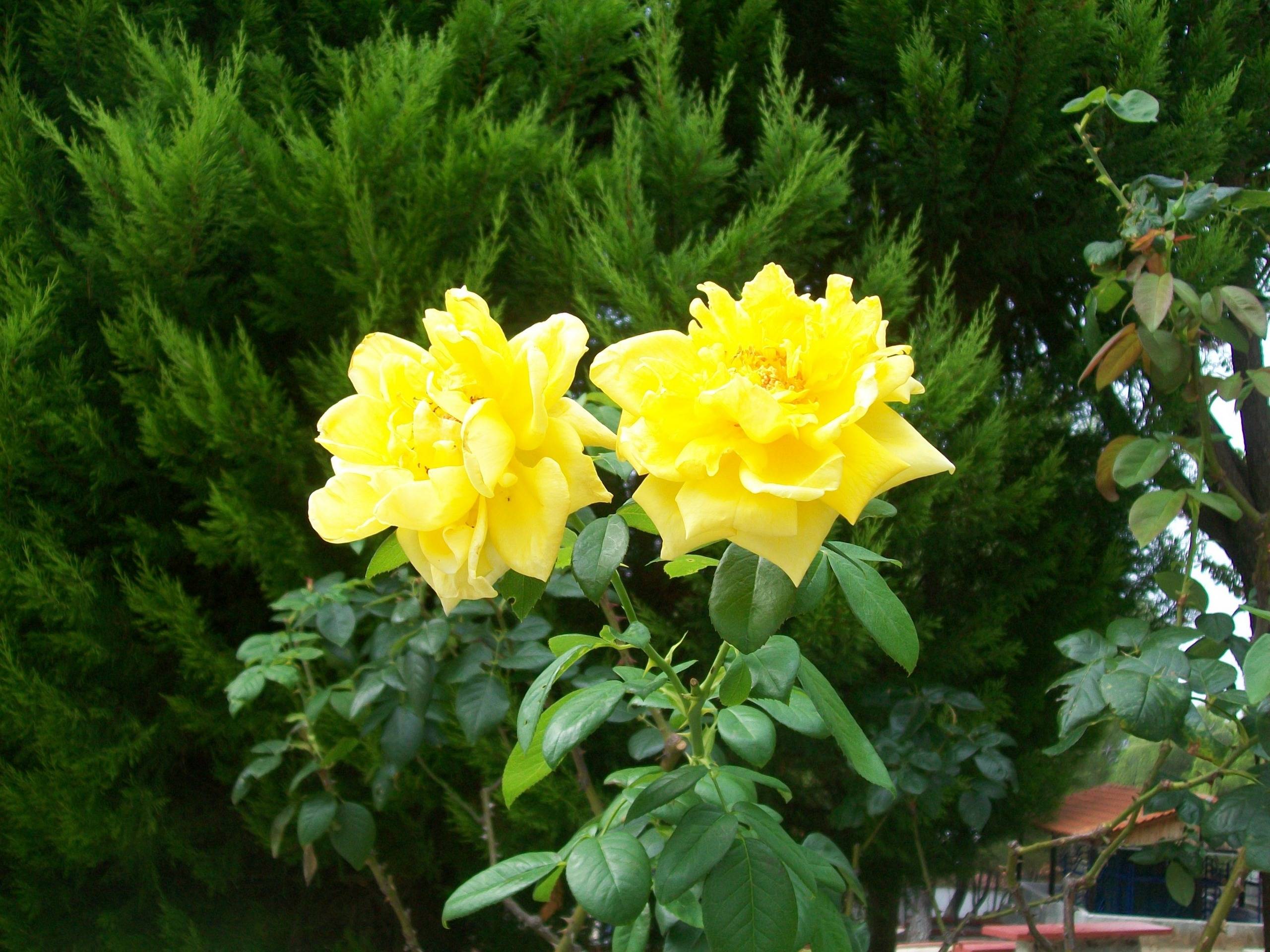 Yellow Rose Awesome Wallpaper
