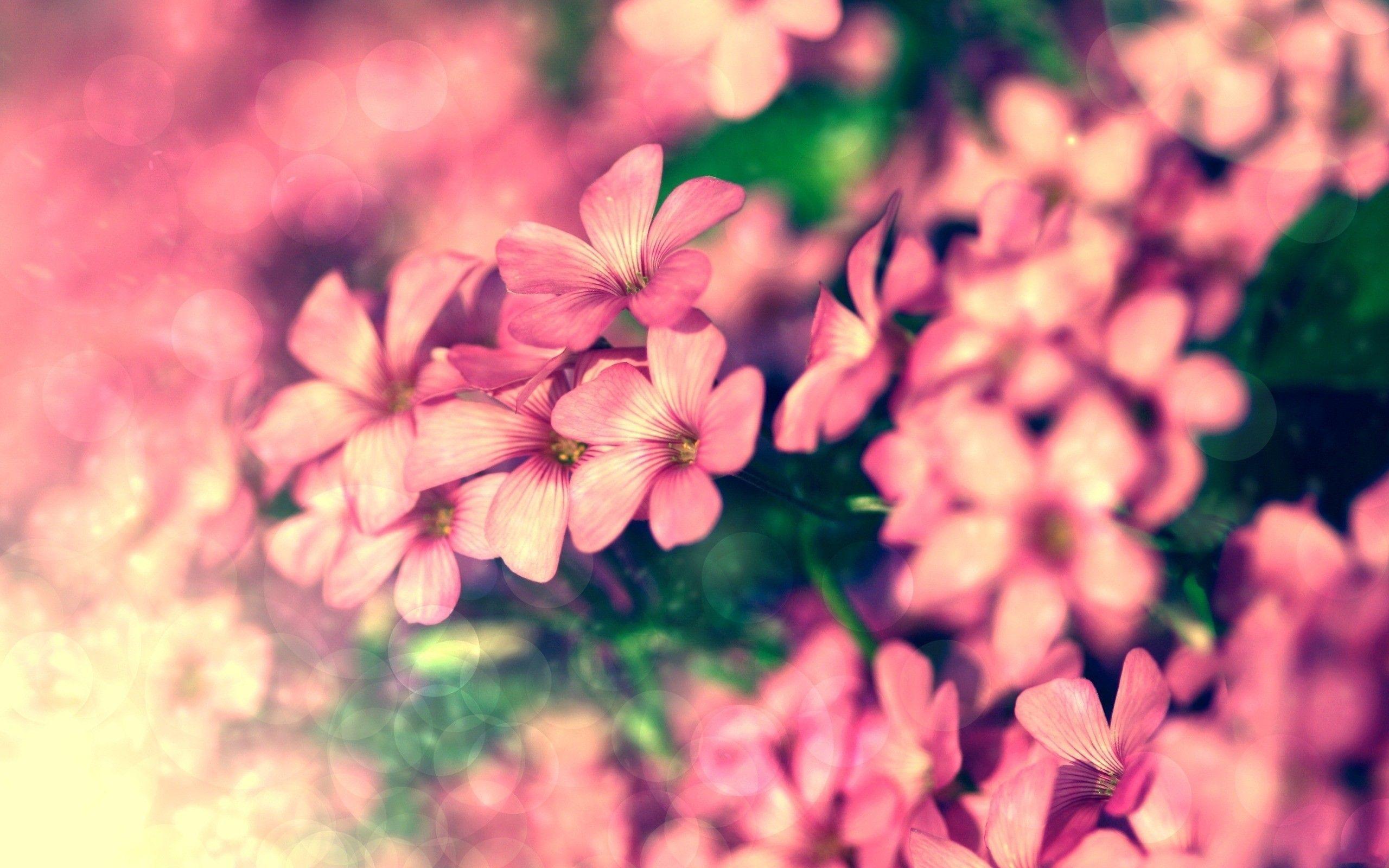 The Image of Nature Flowers Pink 2560x1600 HD Wallpaper
